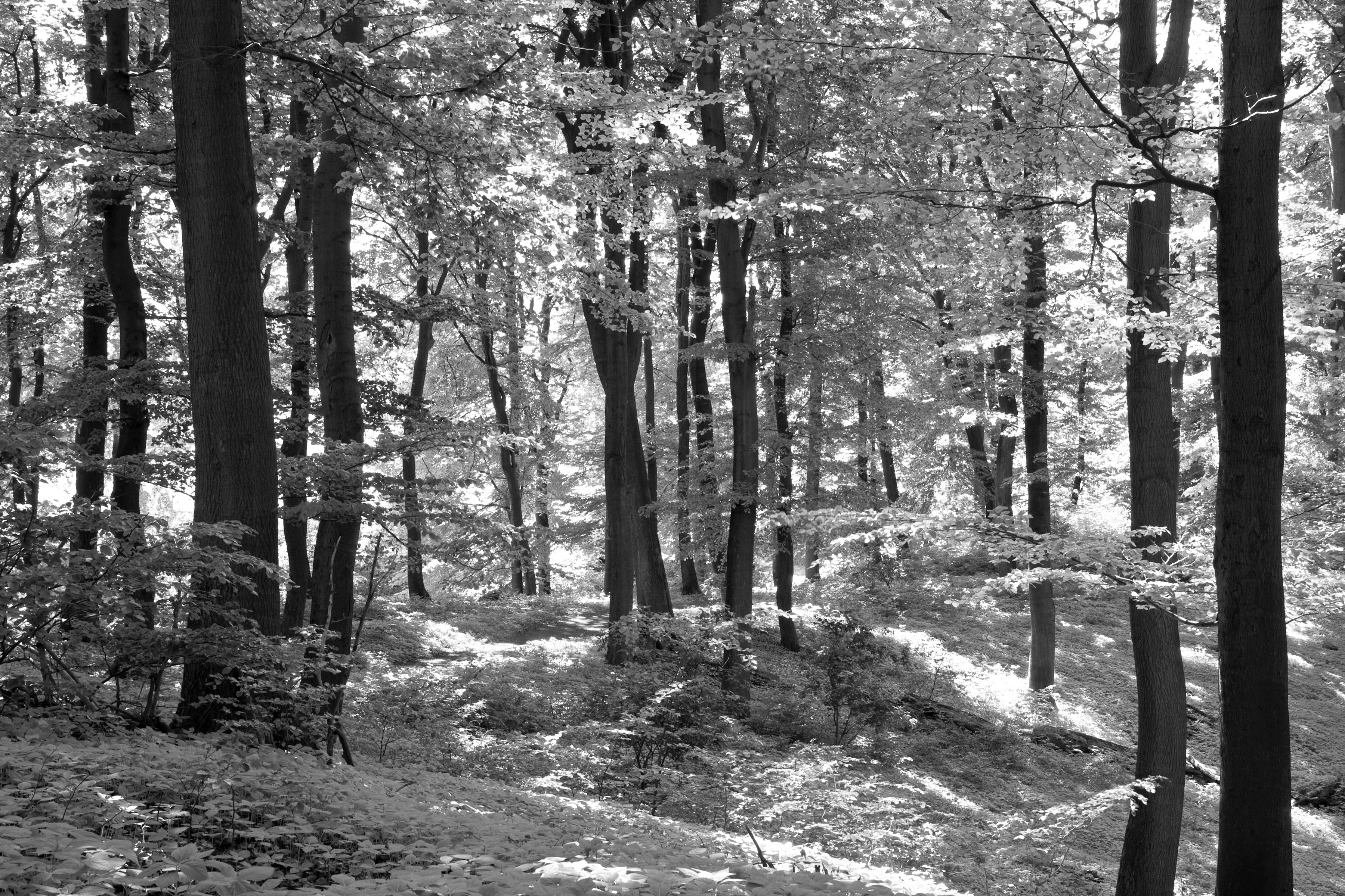Papermoon Fototapete "Wald Schwarz & Weiß"