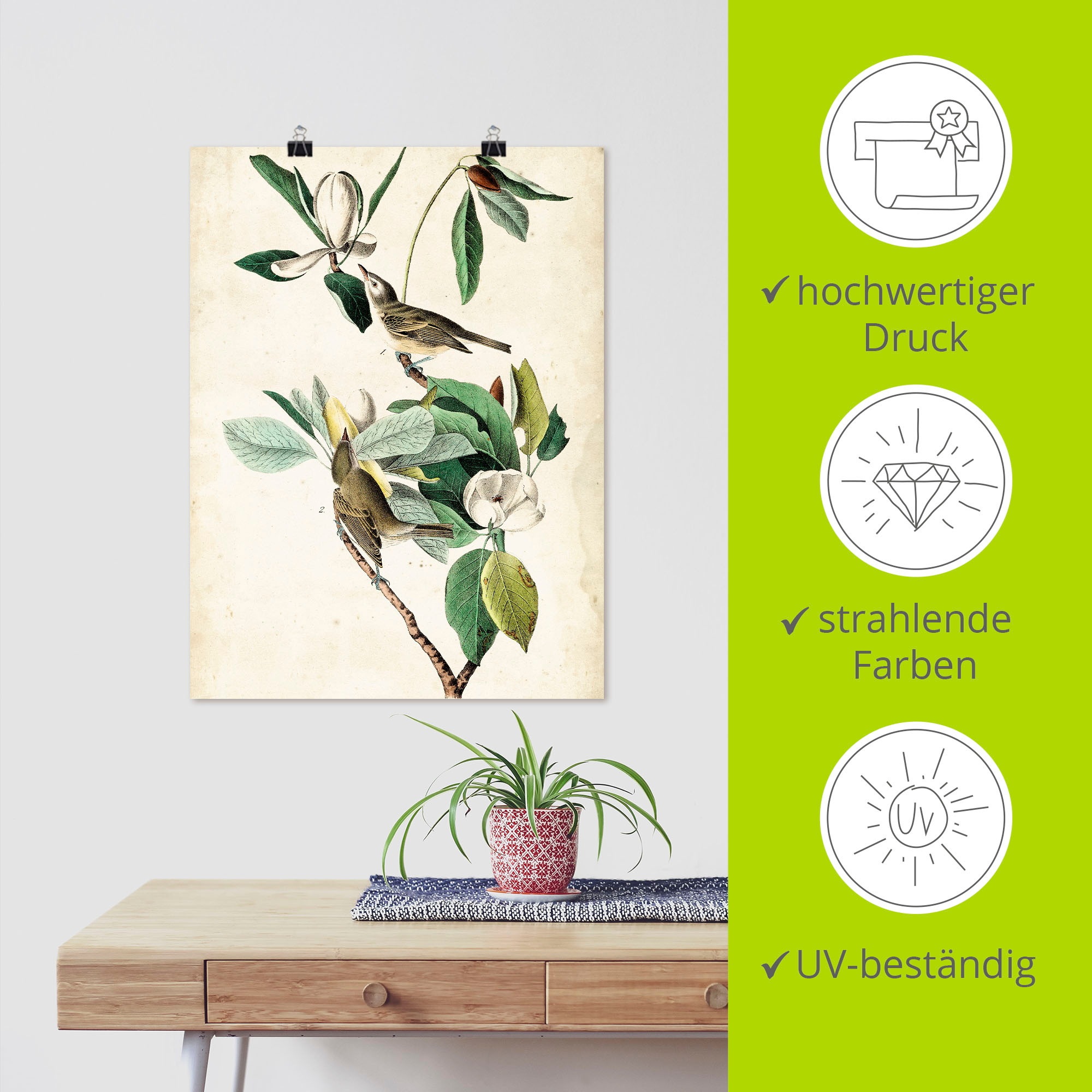 Artland Poster »Sängervireo«, Vögel, (1 St.), als Alubild, Leinwandbild, Wandaufkleber oder Poster in versch. Größen