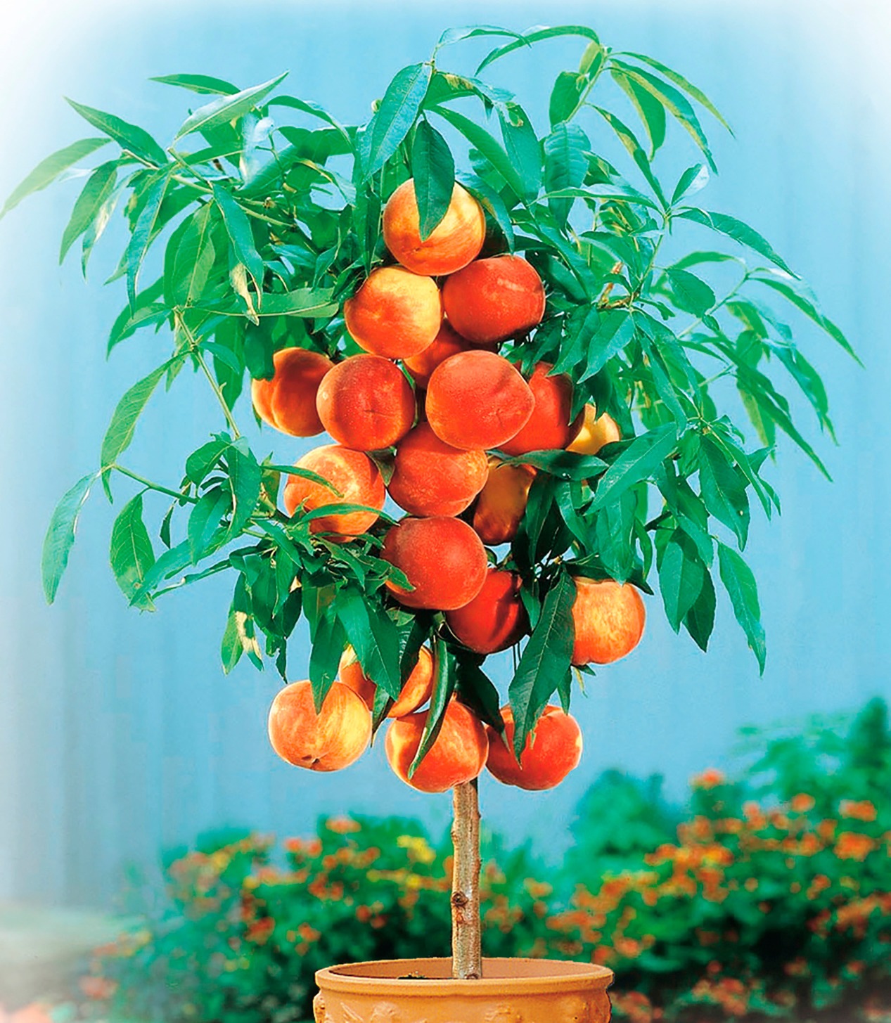 BCM Pfirsichbaum »Zwergpfirsich«, (1 St.), Höhe: 40 cm Stammhöhe, 1 Pflanze kaufen