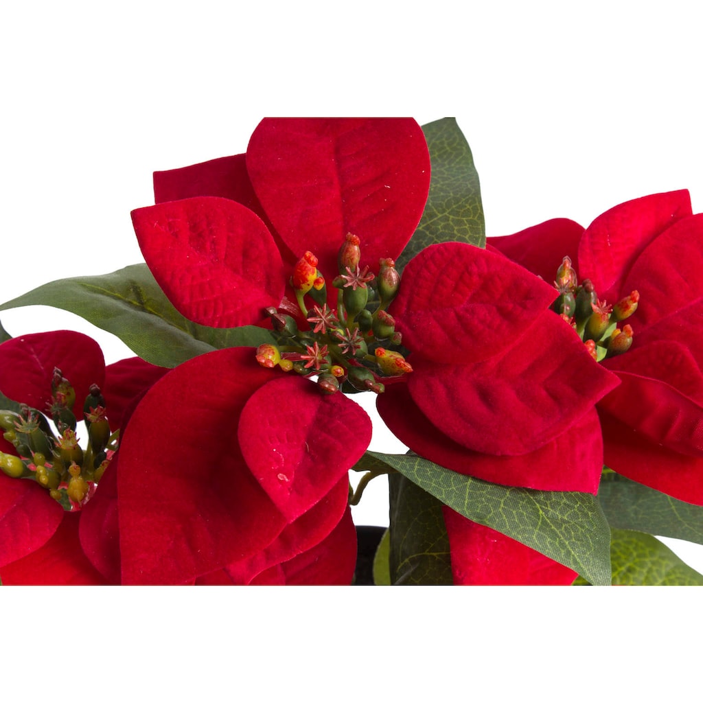 Botanic-Haus Kunstblume »Poinsettie mit 6 Blüten«