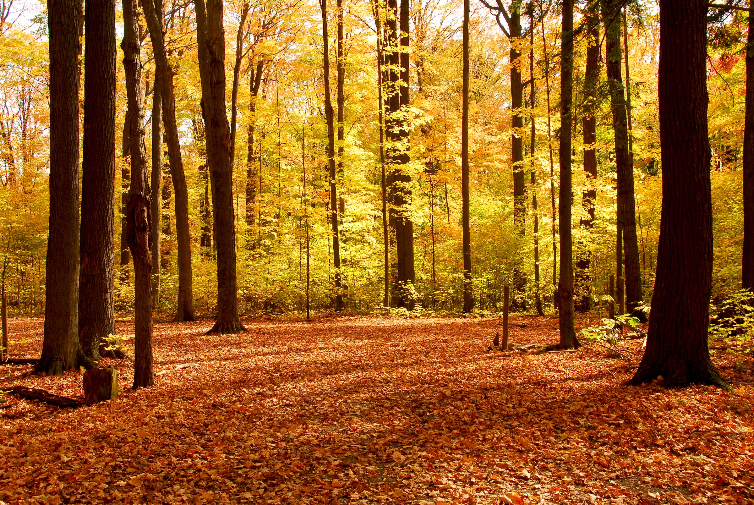 Papermoon Fototapete "Autumn Forest" glatt