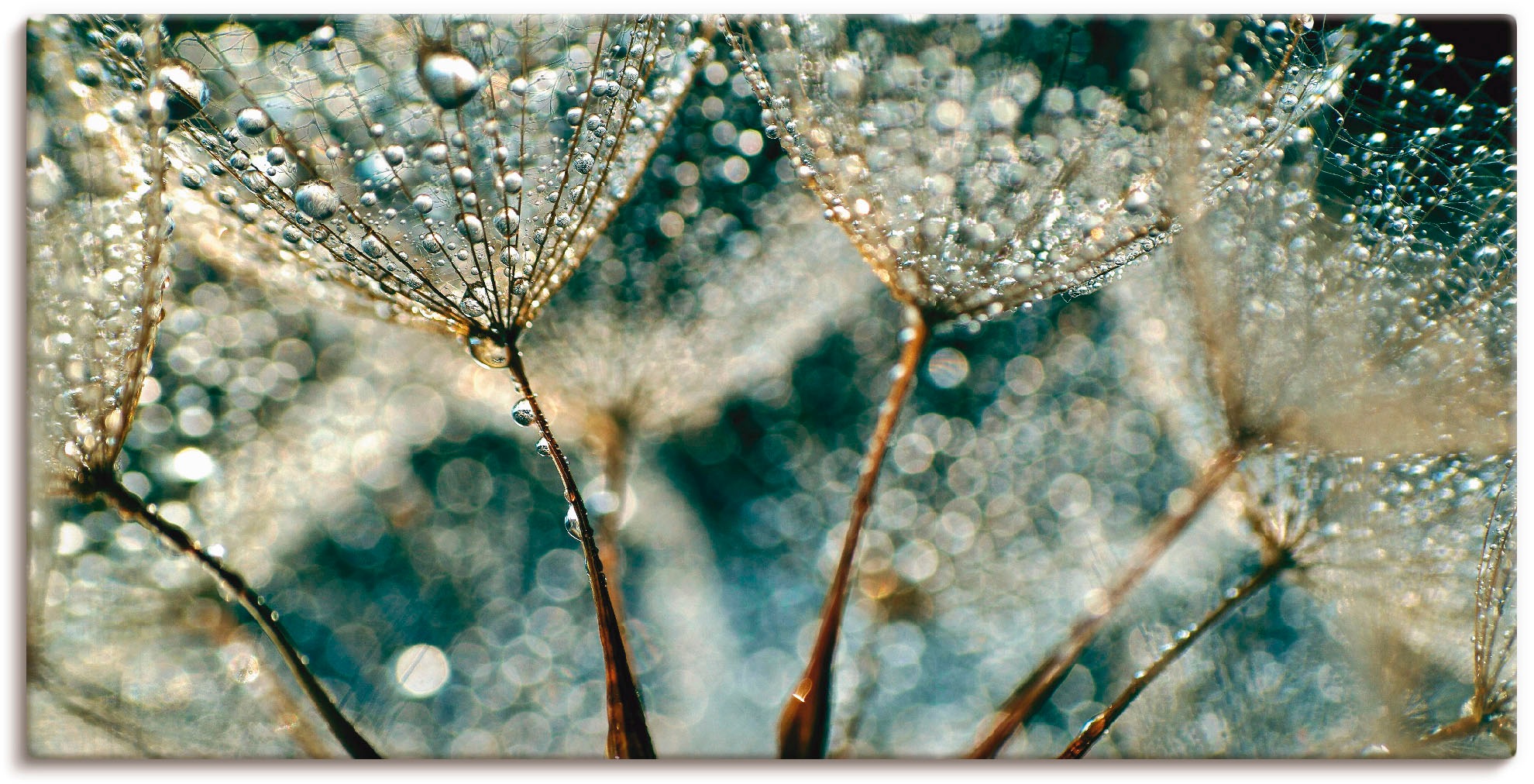 Artland Leinwandbild "Pusteblume Regenschauer" Blumen 1 Stk. tlg. auf Holzr günstig online kaufen