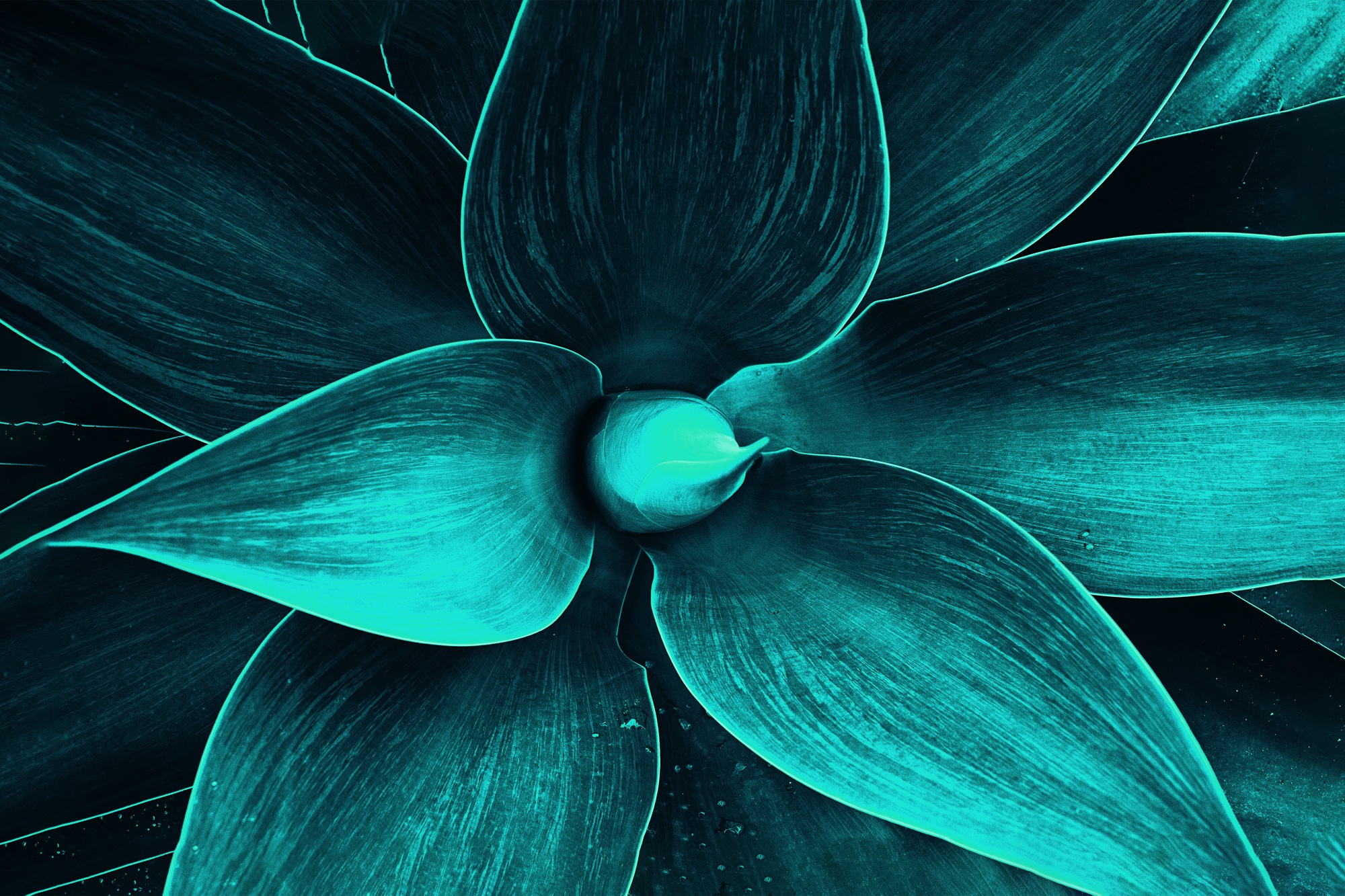 queence Leinwandbild "Susi" Blumenbilder  Blätter  Blätterbilder 1 Stk. tlg günstig online kaufen