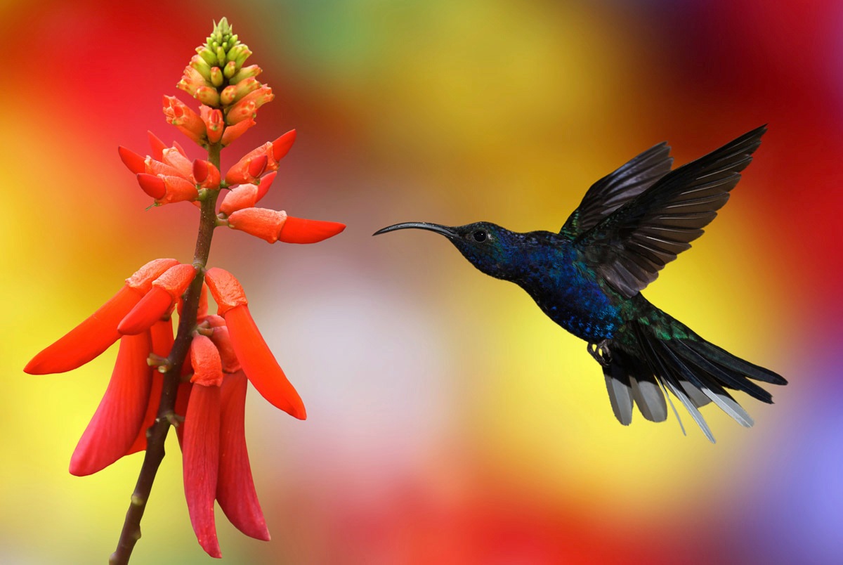 Papermoon Fototapetas »Kolibri im Flug«