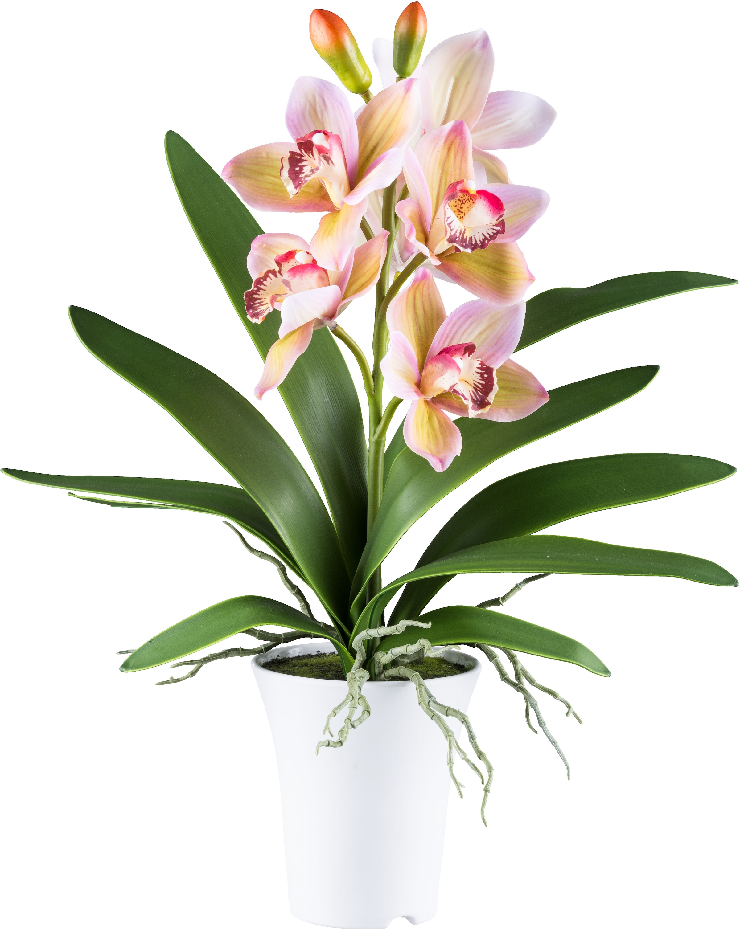 Kunstorchidee »Orchidee Cymbidie«, mit real-touch-Blüten