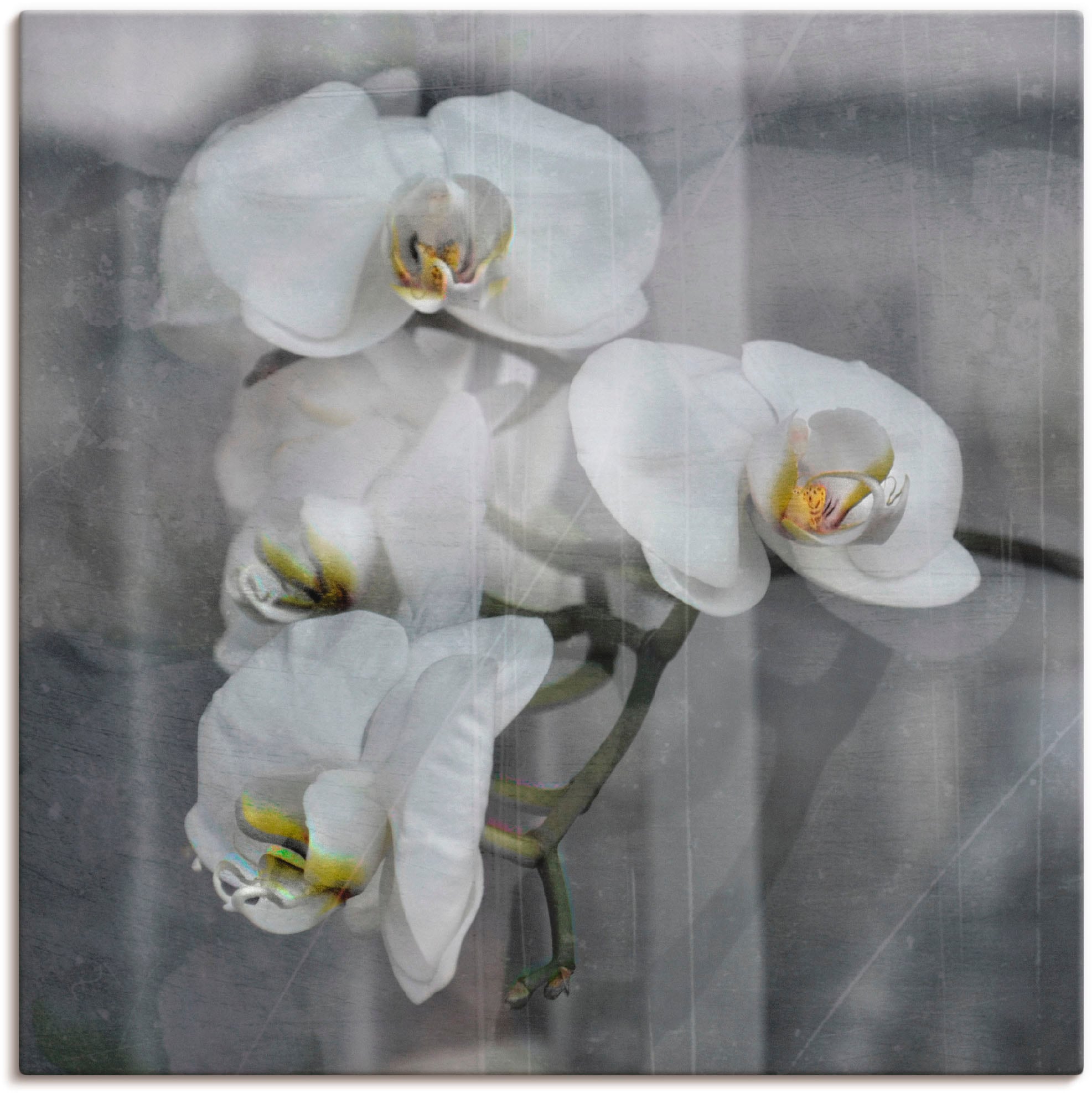 Artland Leinwandbild "Weisse Orchideen - white Orchid" Blumen 1 Stk. tlg. auf Holzrahmen gespannt