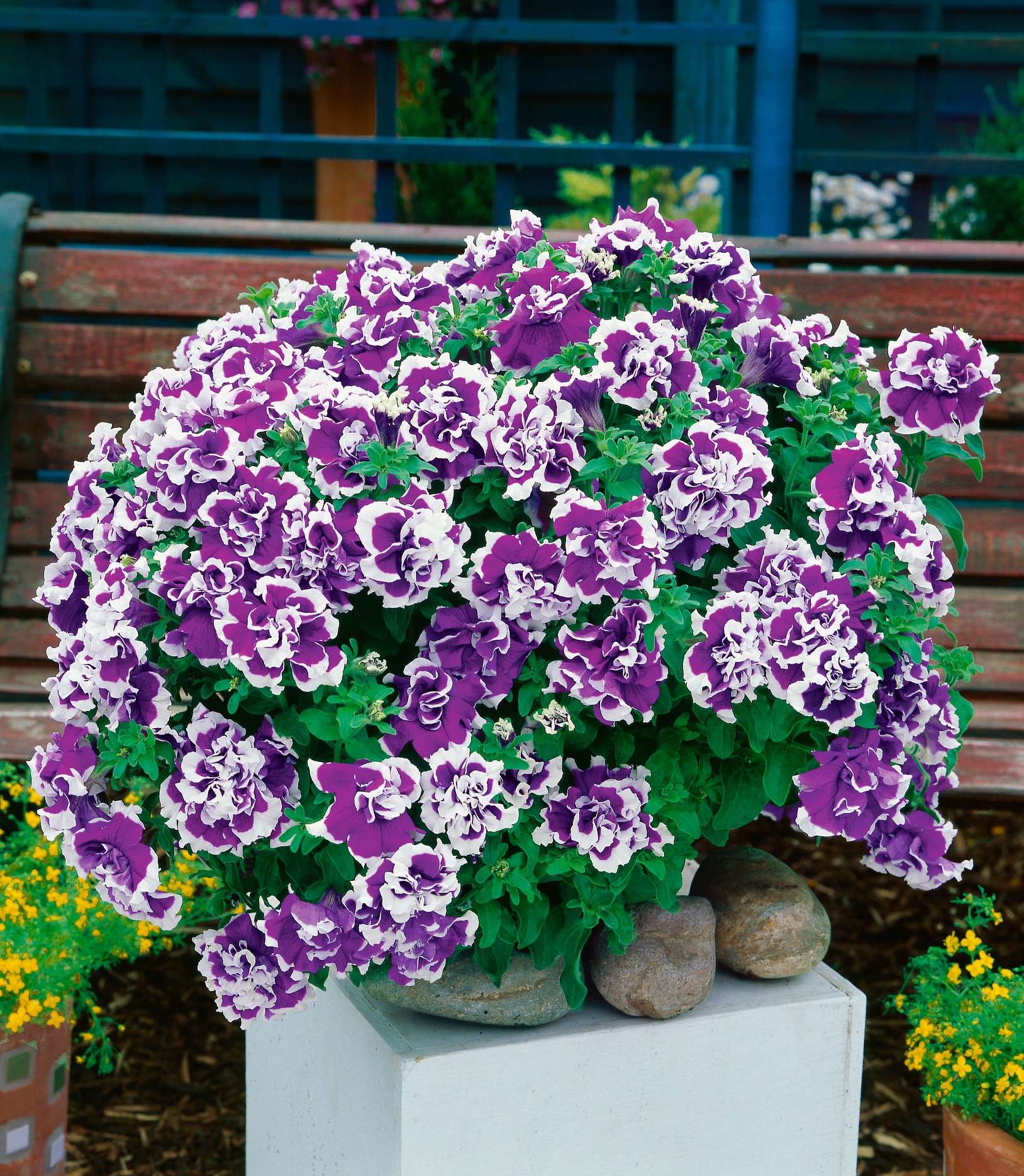 BCM Staude »Petunie 'Bavaria Bell'«, (4 St.), Petunia Bavaria Bell kaufen