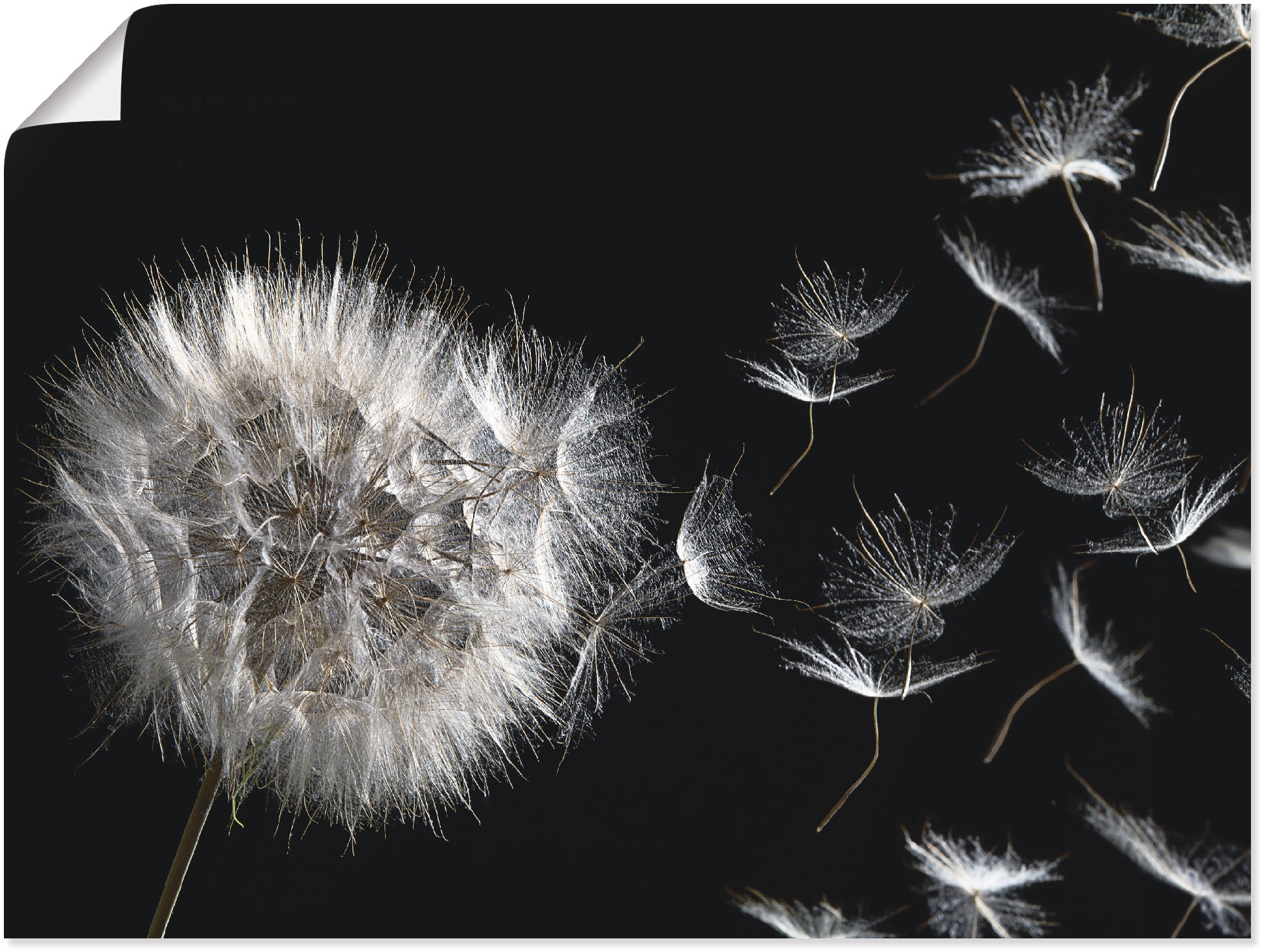 Artland Wandbild "Pusteblume", Blumenbilder, (1 St.), als Alubild, Outdoorbild, Leinwandbild, Poster, Wandaufkleber