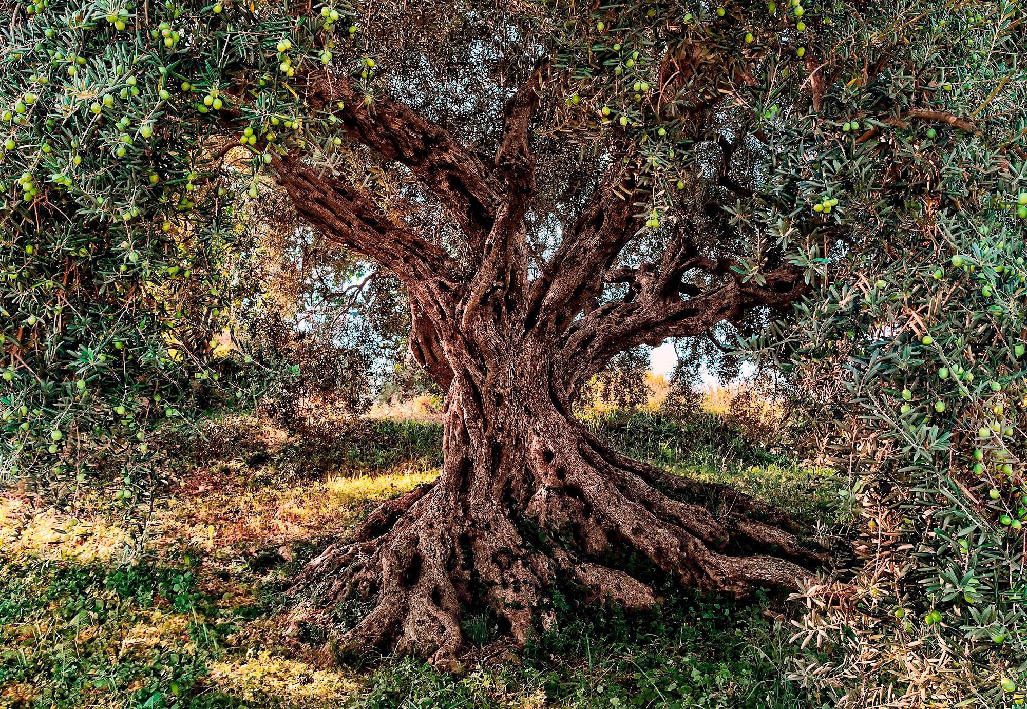 Komar Fototapete »Olive Tree«, bedruckt-Wald-Meer, ausgezeichnet lichtbeständig