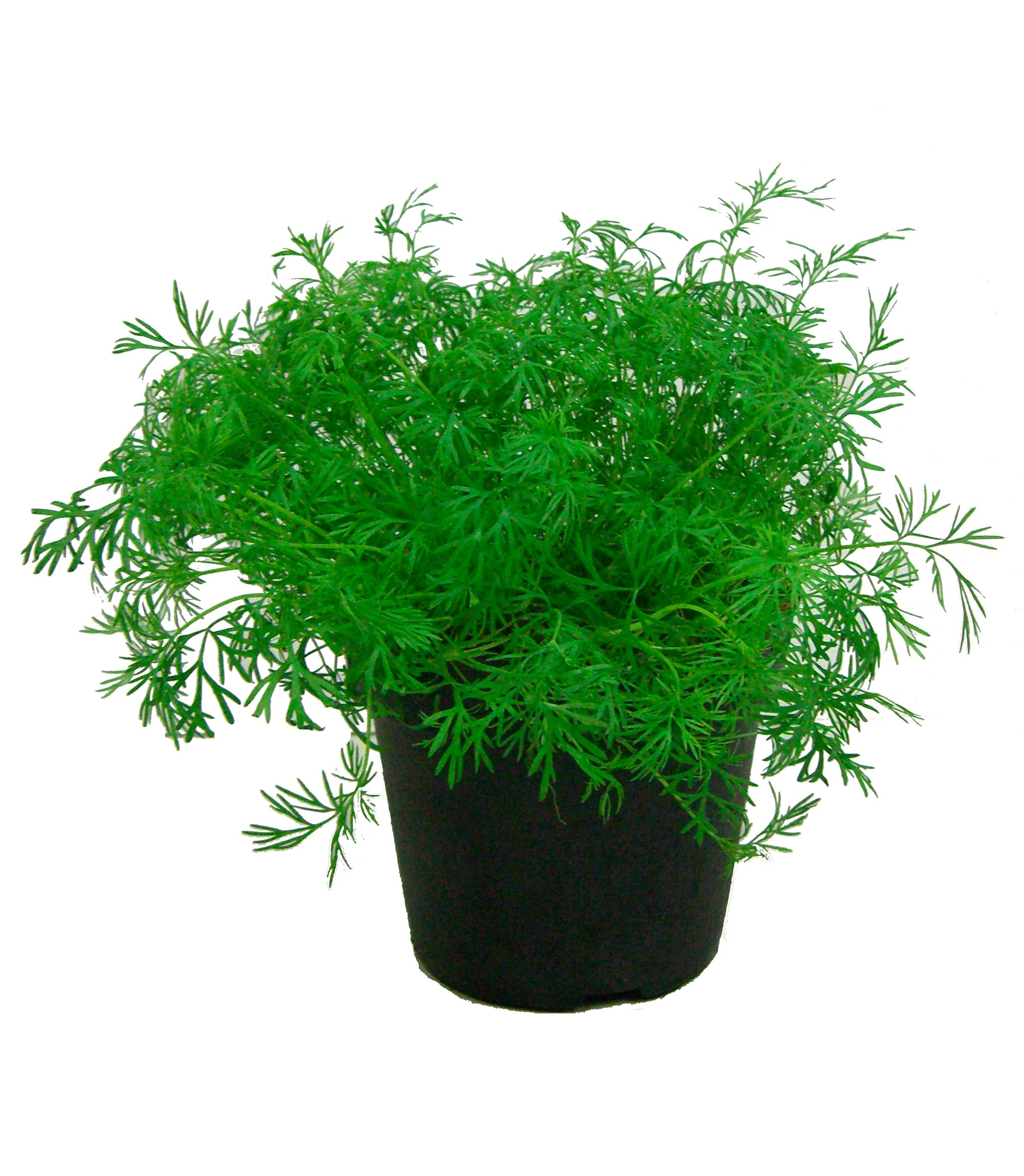 BCM Gewürzkraut »Dill«, (3 St.), Dill-Set: 3 Pflanzen kaufen