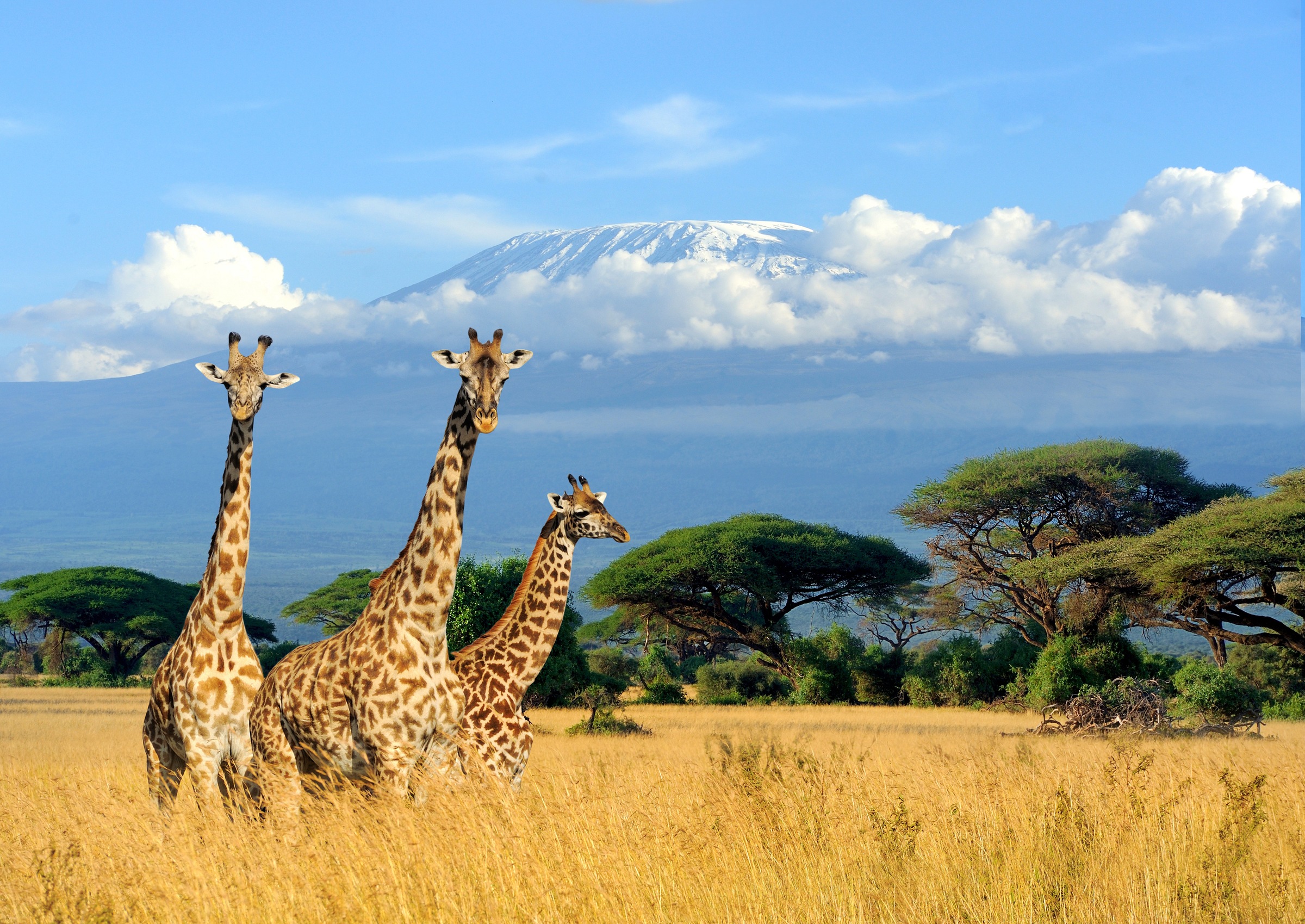Papermoon Fototapete "Giraffes at Kilimanjaro" glatt