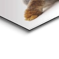 Reinders! Wandbild »Wandbild Kaninchen Rabbit - Hase - Schwanz - Relax«, Hasen, (1 St.)