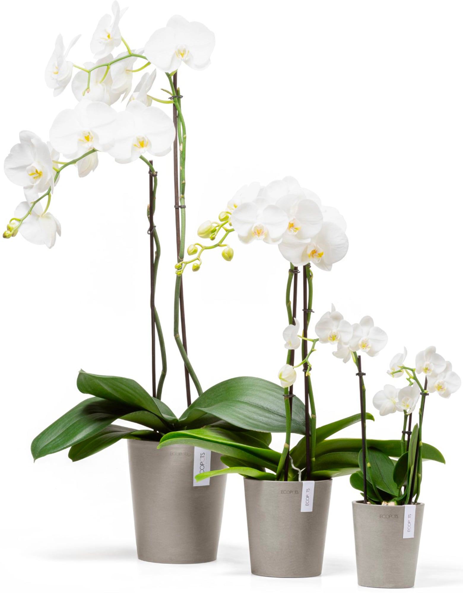 ECOPOTS Blumentopf »Morinda Orchidee 14 Taupe«, für den Innenbereich