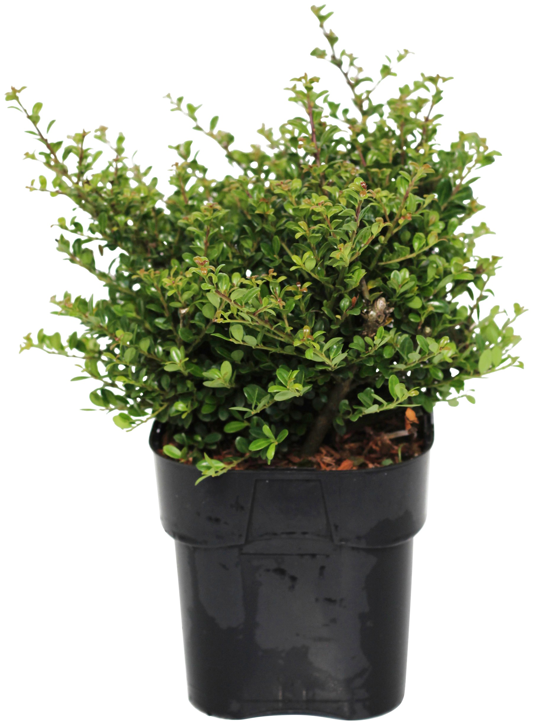 BCM Gehölze »Stechpalme / Ilex Kugel«, (1 St.), Höhe: 15-20 cm, 1 Pflanze kaufen