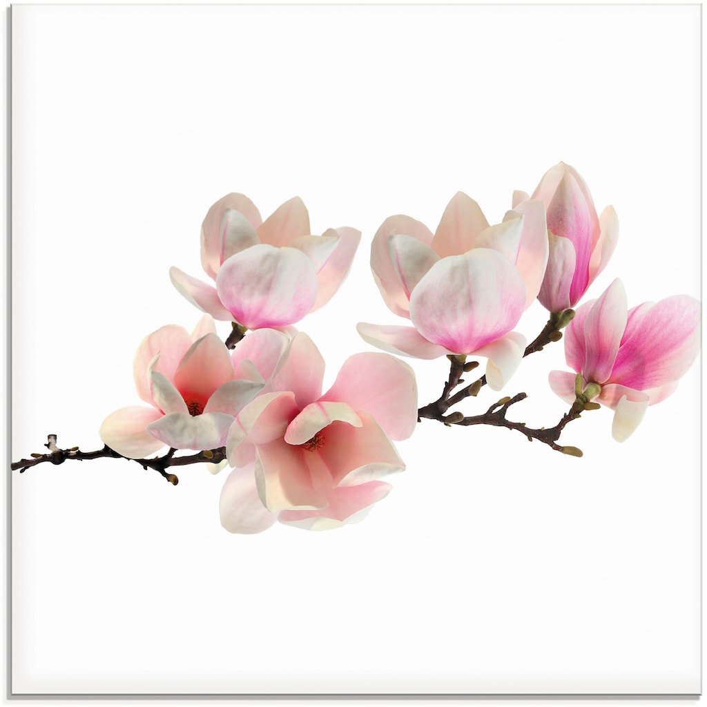 Artland Glasbild »Magnolie«, Blumen, (1 St.)