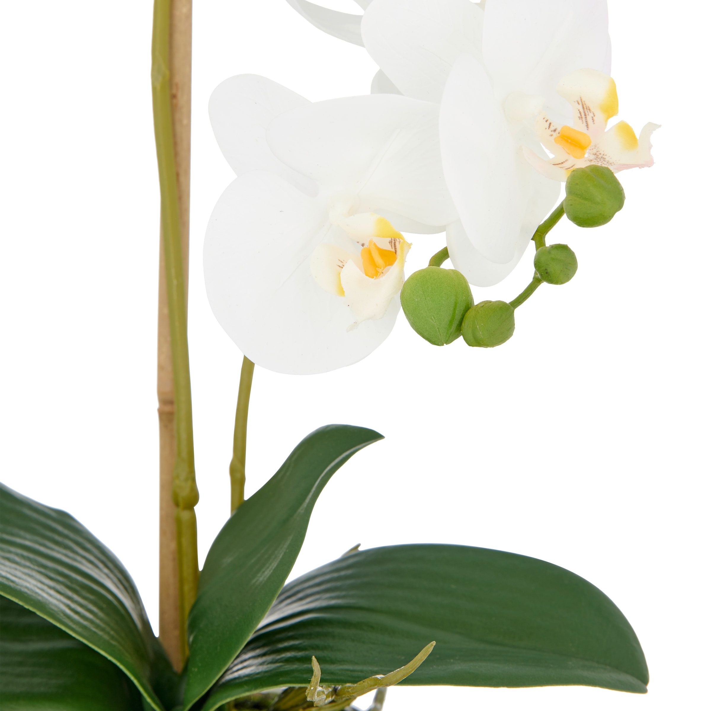 Creativ green Kunstorchidee »Orchidee Phalaenopsis«, mit real-touch-Blüten
