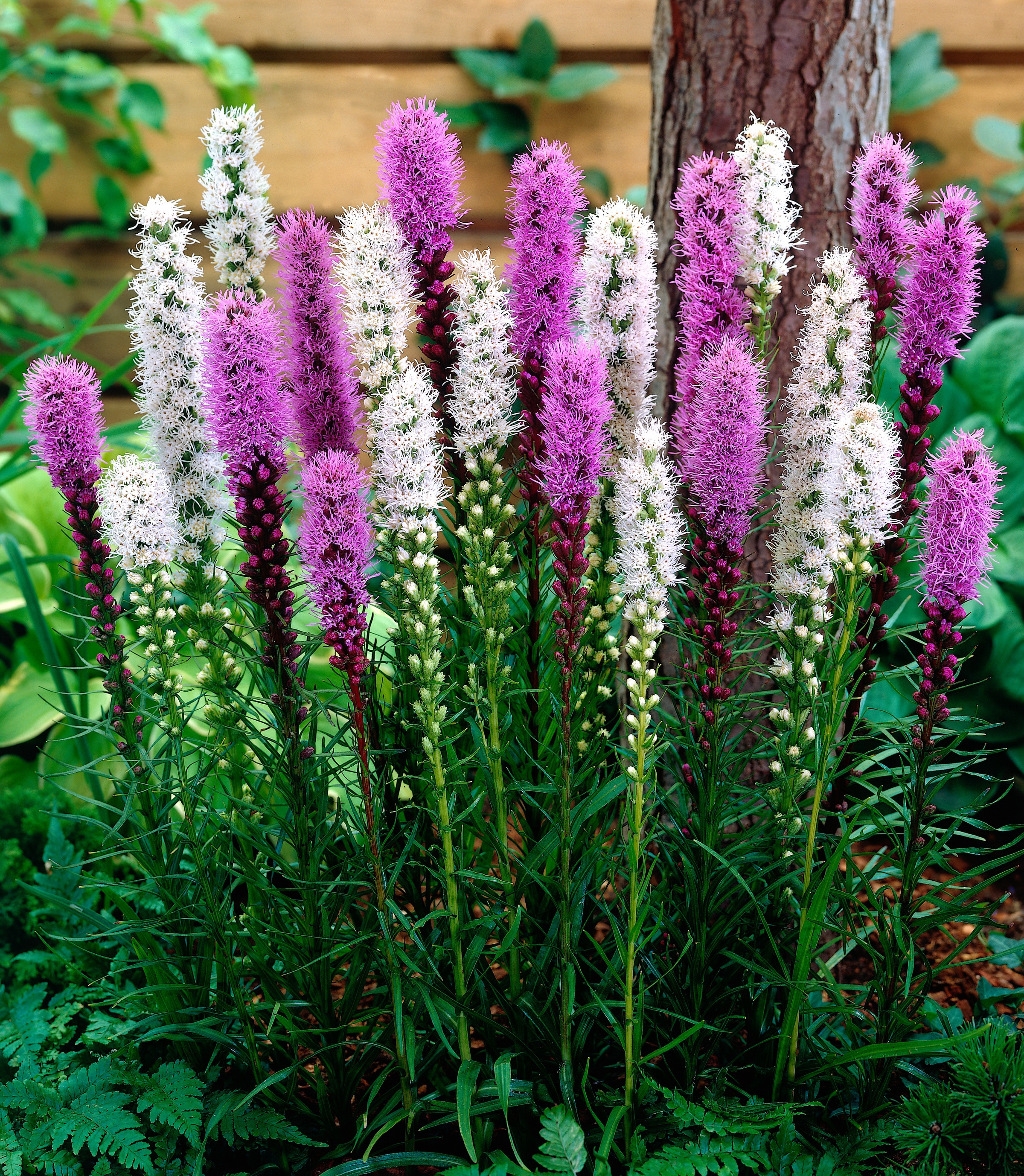 BCM Staude »Prachtscharte im Mix«, (3 St.), Liatris-Mix: 3 Pflanzen kaufen