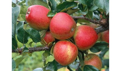 BCM Obstpflanze »Apfel Gala«, (1 St.), Höhe: 80-100 cm, 1 Pflanze kaufen