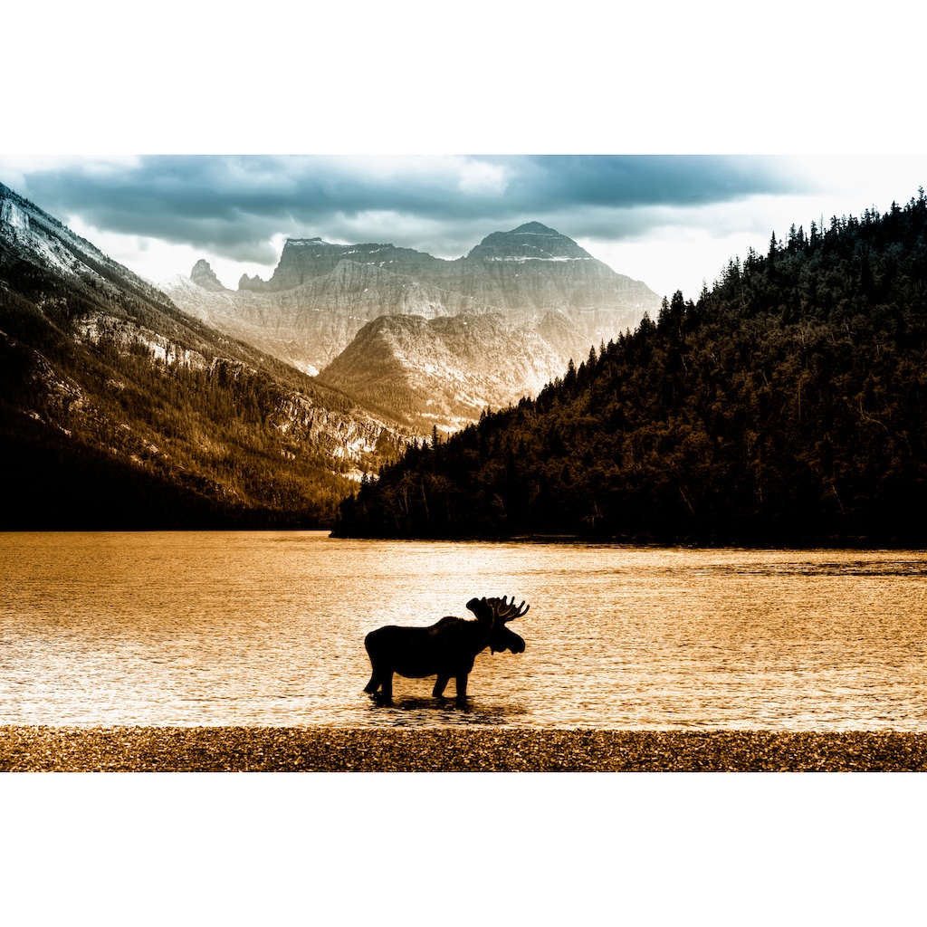Papermoon Fototapete »Moose in Waterton Lake«