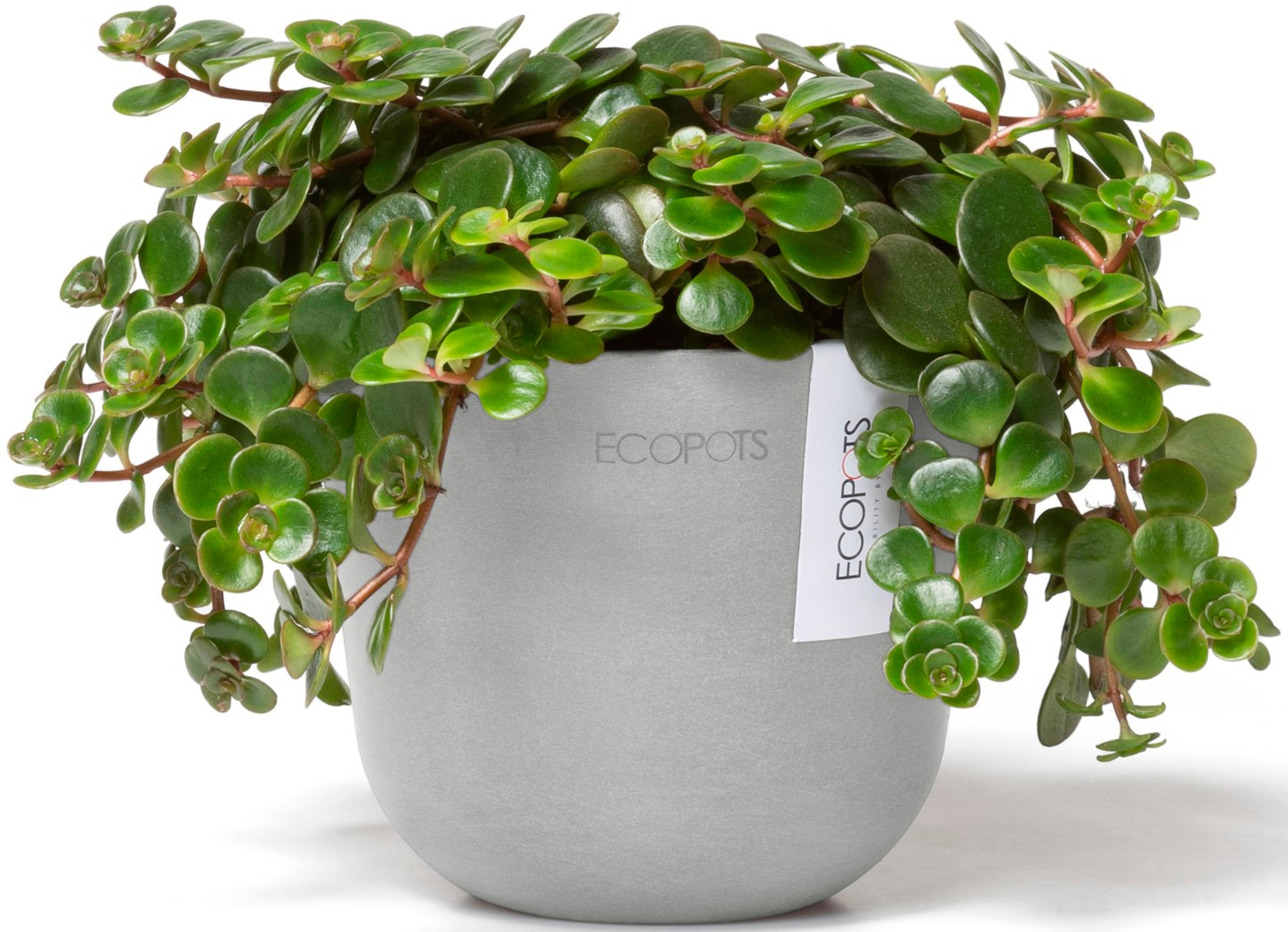 ECOPOTS Blumentopf »Oslo Mini 11,5 Weißgrau«, für den Innenbereich