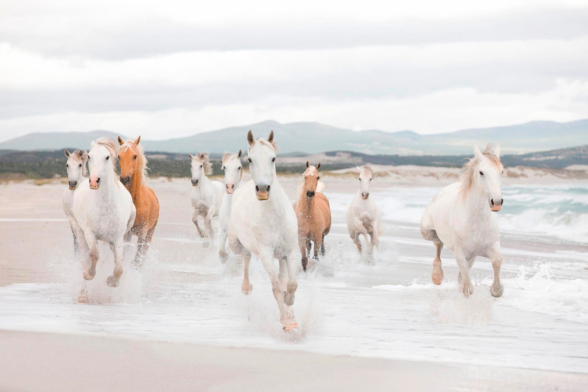 Komar Fototapete »White Horses«, 368x254 cm (Breite x Höhe), inklusive  Kleister per Rechnung | BAUR