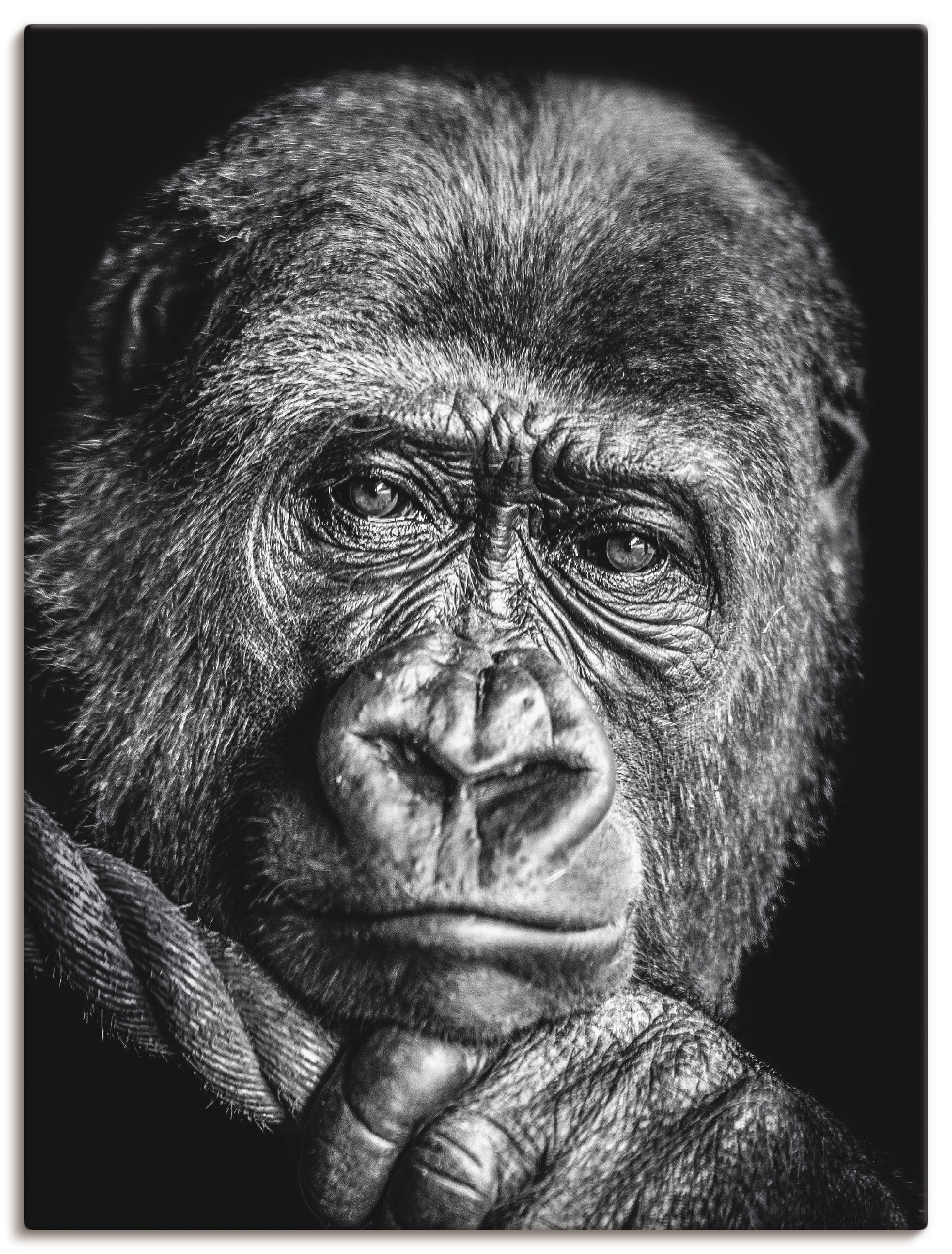 Leinwandbild »Gorilla«, Wildtiere, (1 St.), auf Keilrahmen gespannt