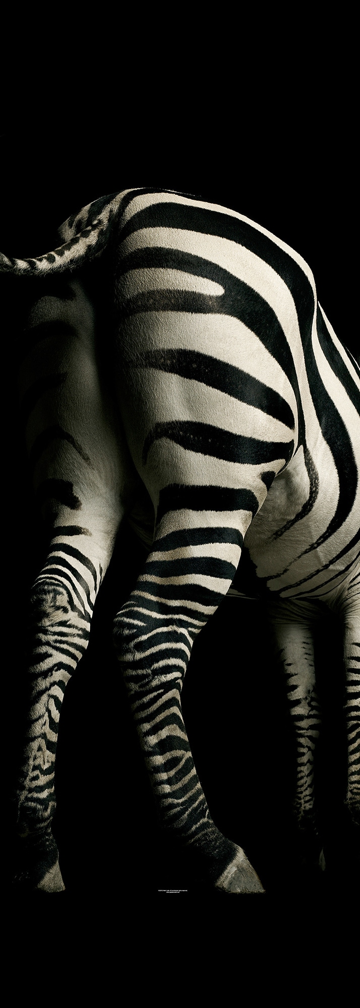 Architects Paper Fototapete "Zebra", Zebra Tapete Fototapete Zebra Panel 1,00m x 2,80m Schwarz Weiß