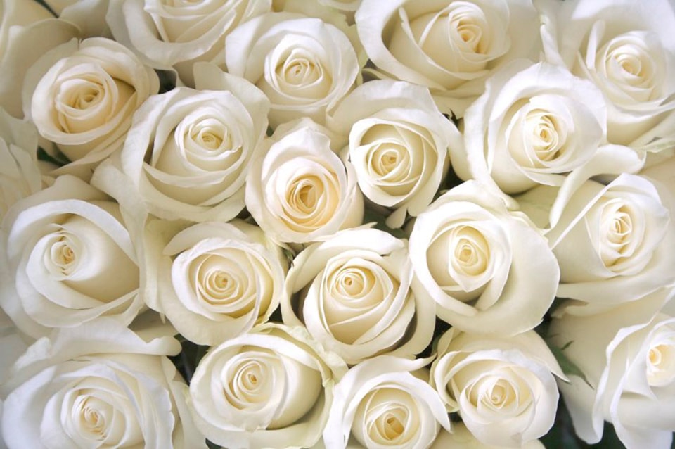 Papermoon Fototapete "White Roses" glatt