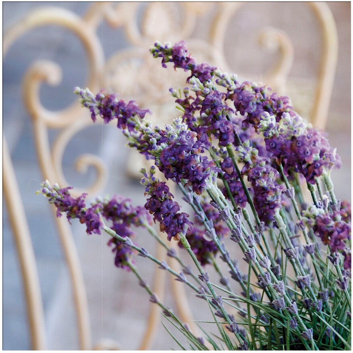 Art for the home Leinwandbild "Outdoor Lovely 50x50cm" Blumen Romantisch 1 Stk. tlg. Leinwand für draußen - Lavendel Harmonie - 50x50cm