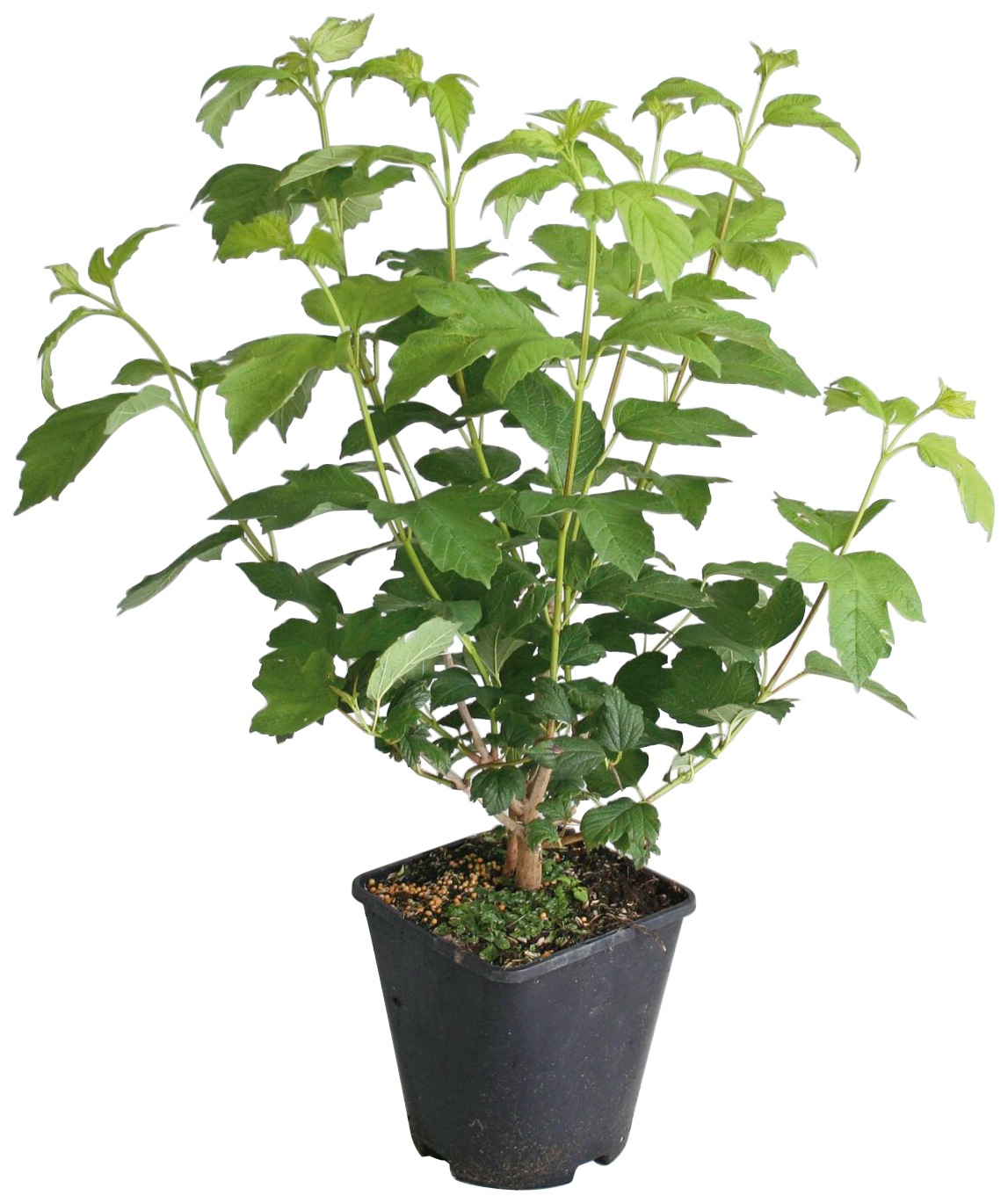 BCM Obstpflanze »Erdbeere Lucky Berry 'Strawbeery'«, (1 St.), Höhe: 40-50 cm, 1 Pflanze kaufen