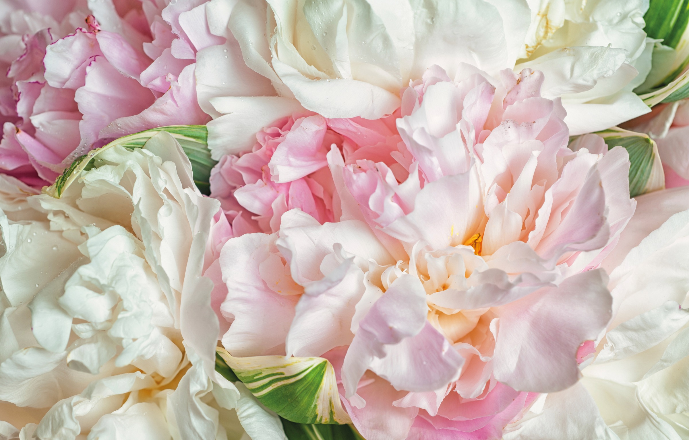 Papermoon Fototapete "Blooming Peonies" glatt