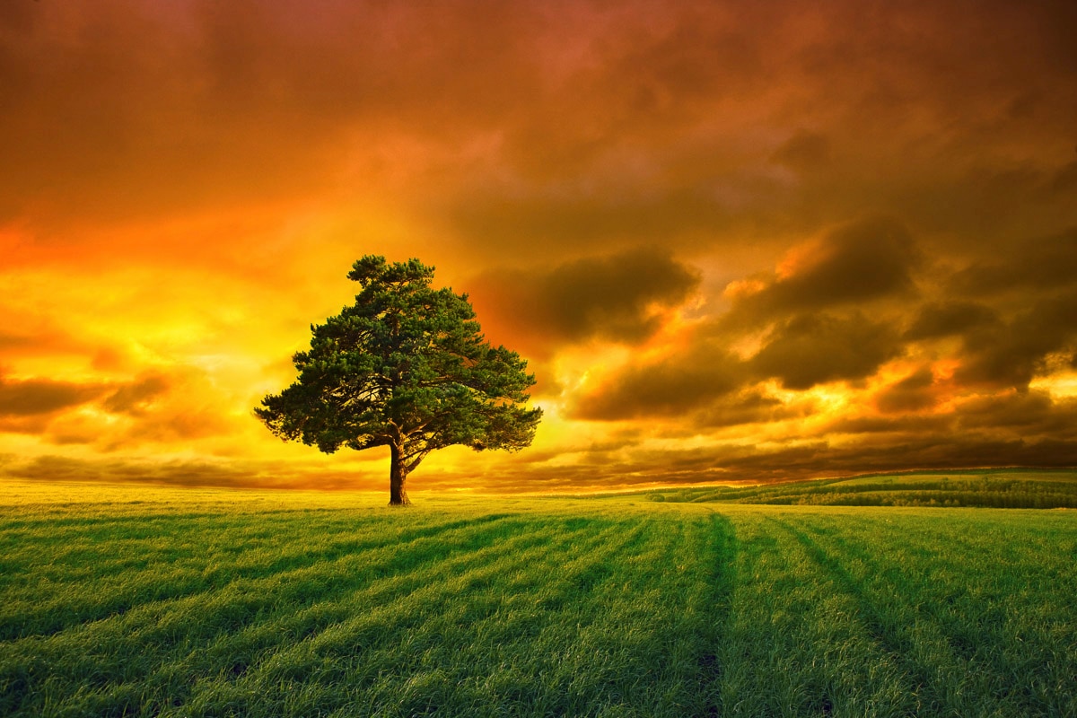 Papermoon Fototapete "Baum in Feld"