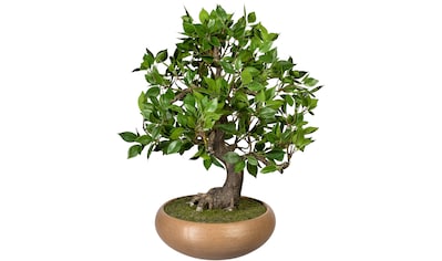 Creativ green Kunstbonsai »Bonsai Ficus«, (1 St.), in Keramikschale kaufen