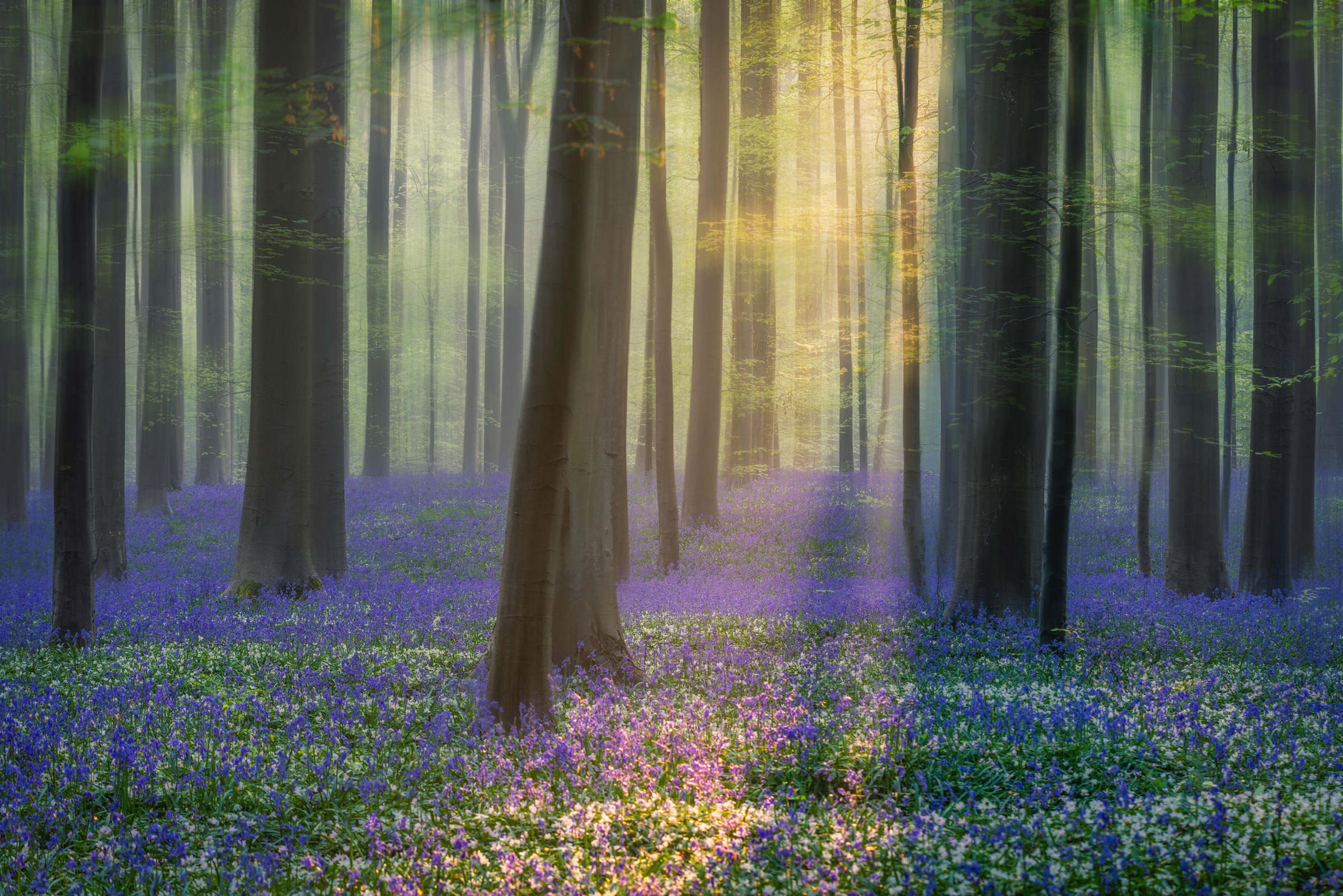 Papermoon Fototapete "Photo-Art ADRIAN POPAN, TAGTRÄUME VON BLUEBELLS"