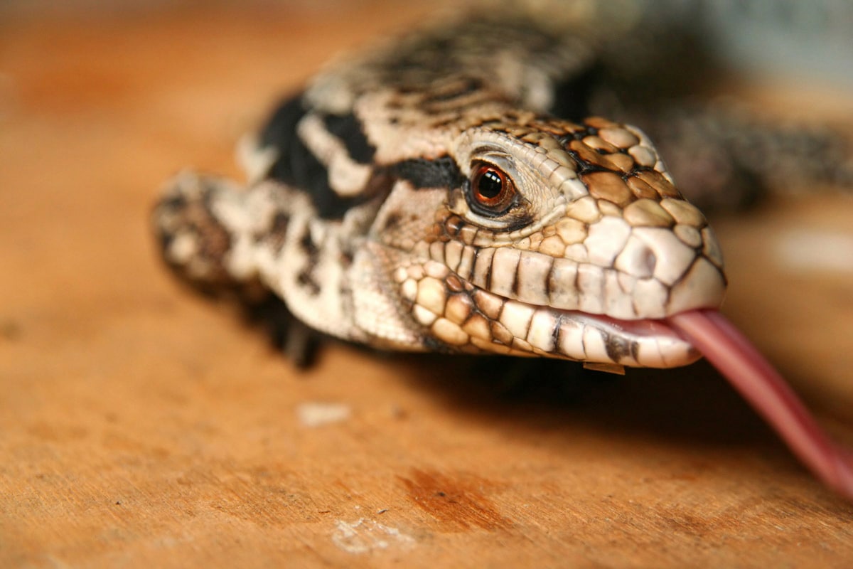 Papermoon Fototapete »Eidechse«