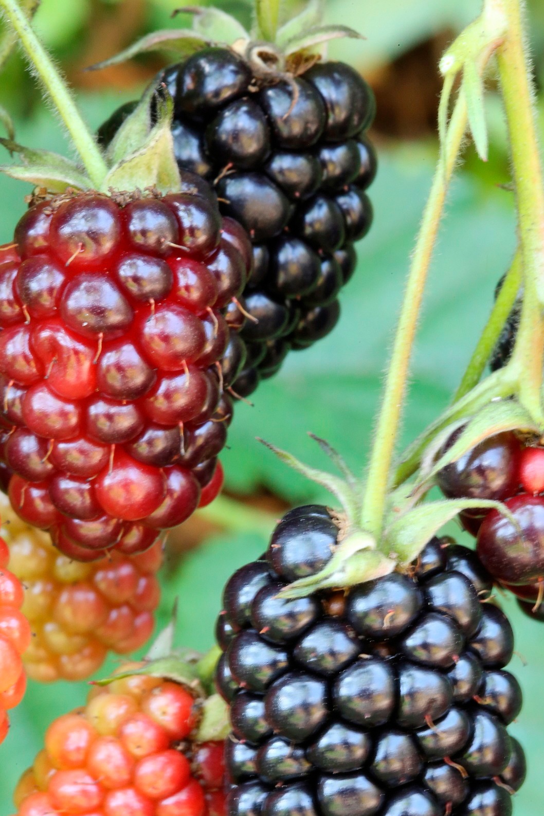 BCM Obstpflanze »Säulenobst Brombeere 'Navaho'«, (2 St.), Höhe: 50 cm, 2 Pflanzen kaufen