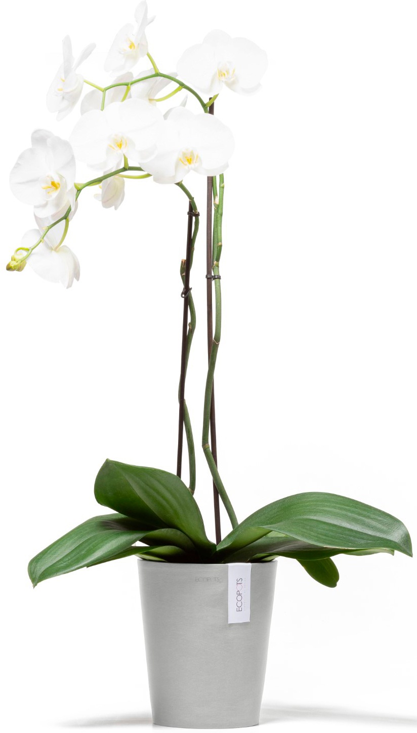 ECOPOTS Blumentopf »Morinda Orchidee 17 Weißgrau«, für den Innenbereich