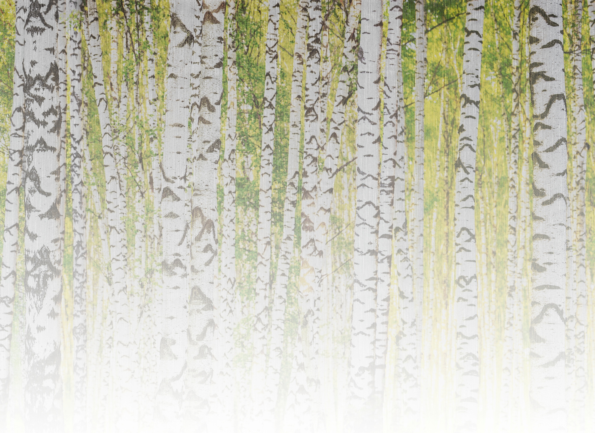 A.S. Création Vliestapete »Fototapete Birkenwald Grün Weiß Naturtapeten« matt strukturiert