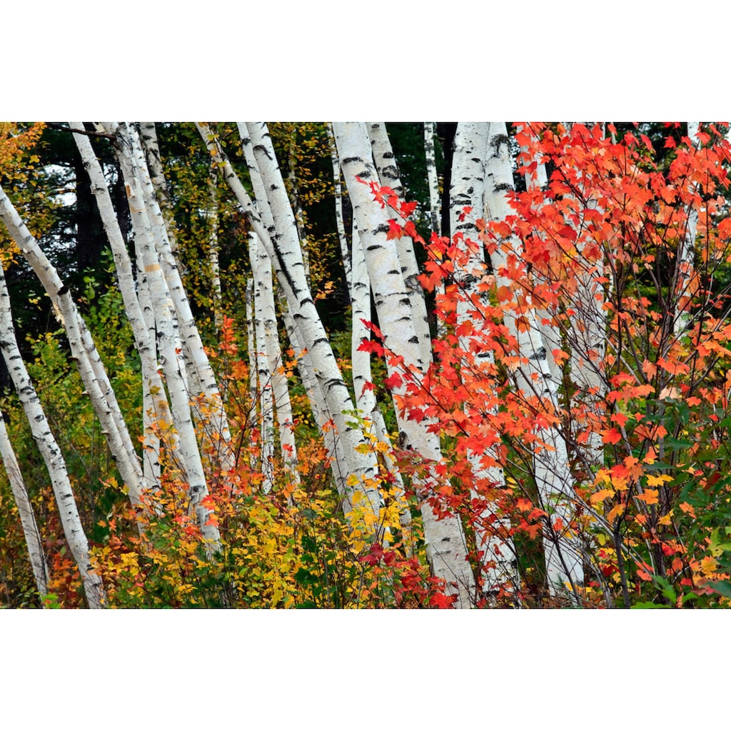 Papermoon Fototapete »Herbst Birkenwald«
