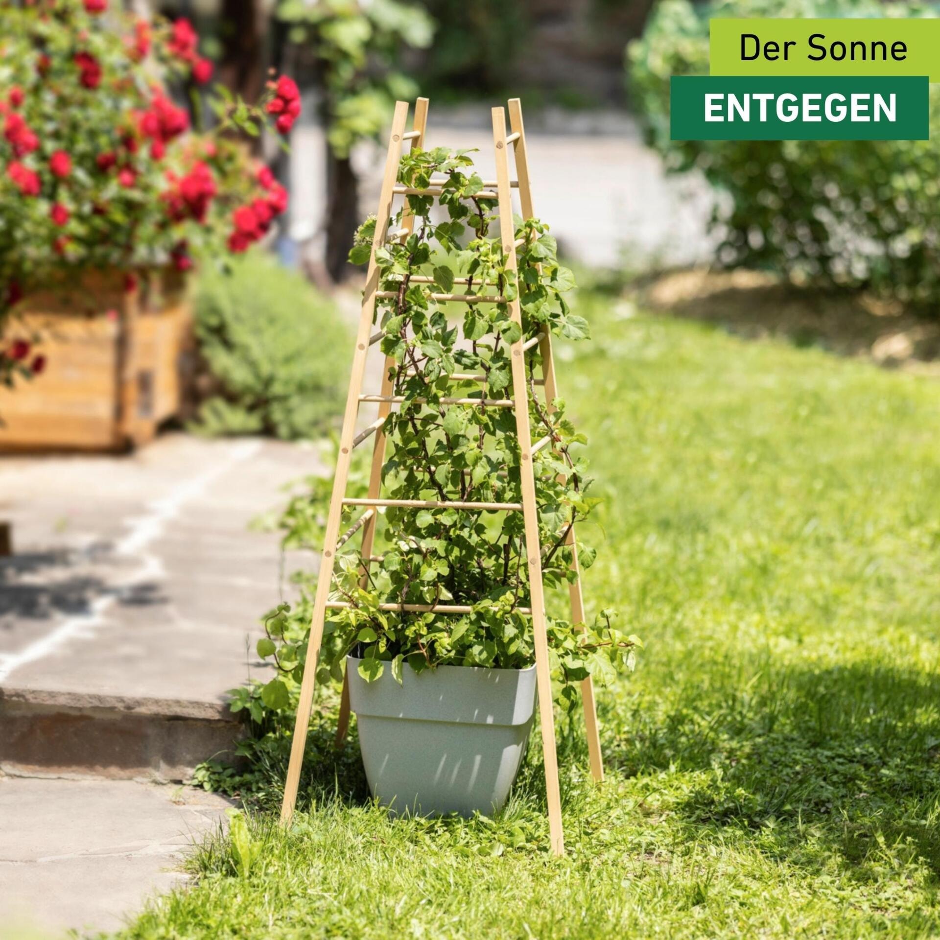 Windhager Rankgitter »Pyramide, Holz-Rankgerüst für Blumen und Gemüsepflanzen« Kletterhilfe für den Garten, 50 x 50 x 145 cm