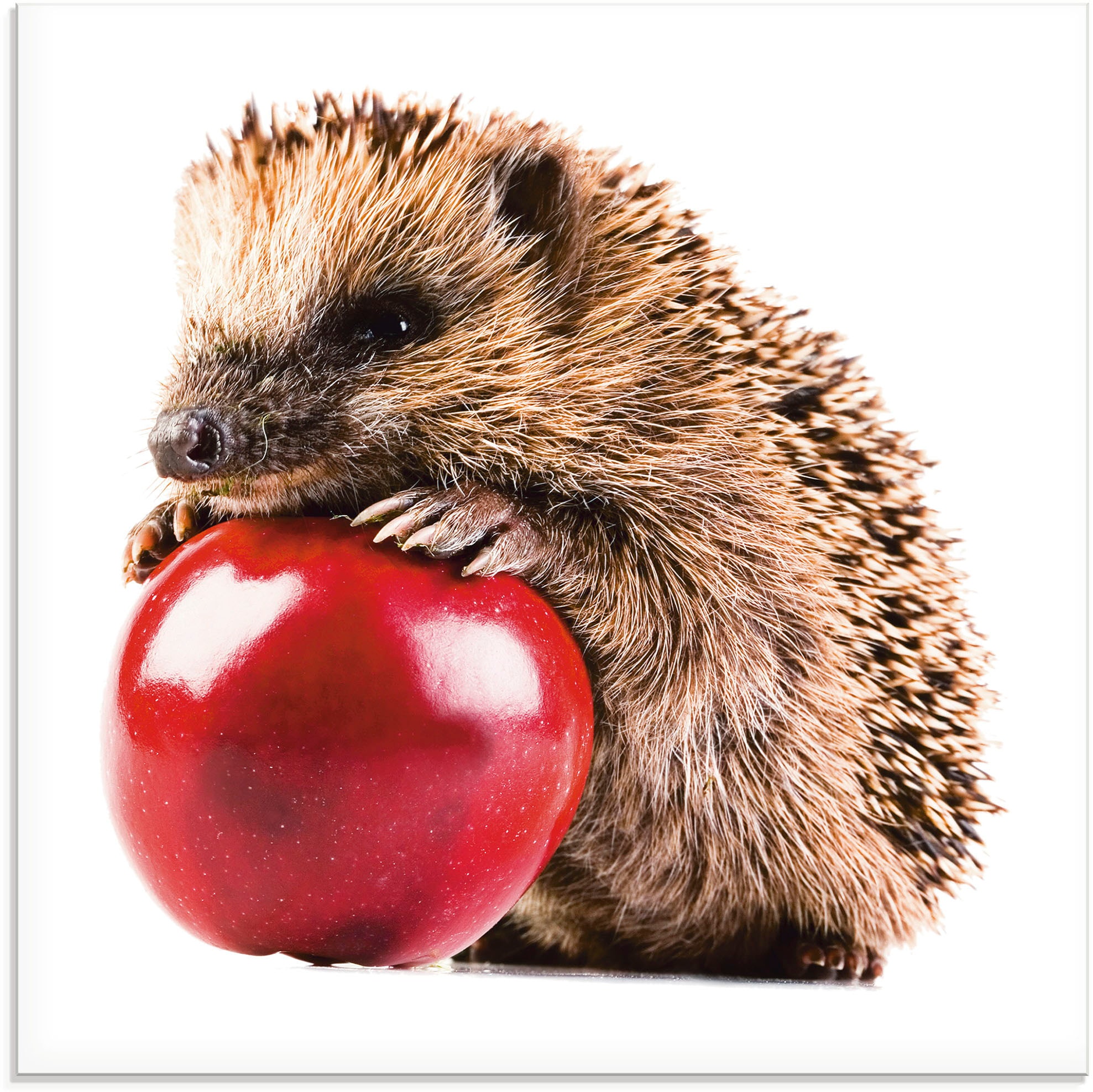 Artland Glasbild "Glücklicher Igel" Wildtiere 1 Stk. tlg. in verschiedenen Größen