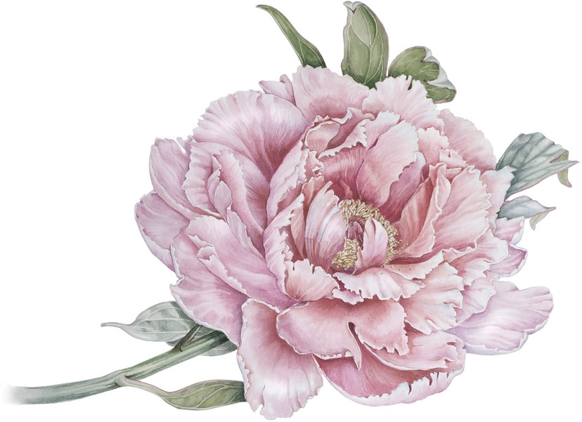 | Wall-Art Blumen Wandtattoo Mädchen«, Lavendel BAUR »Lila bestellen (1 St.)