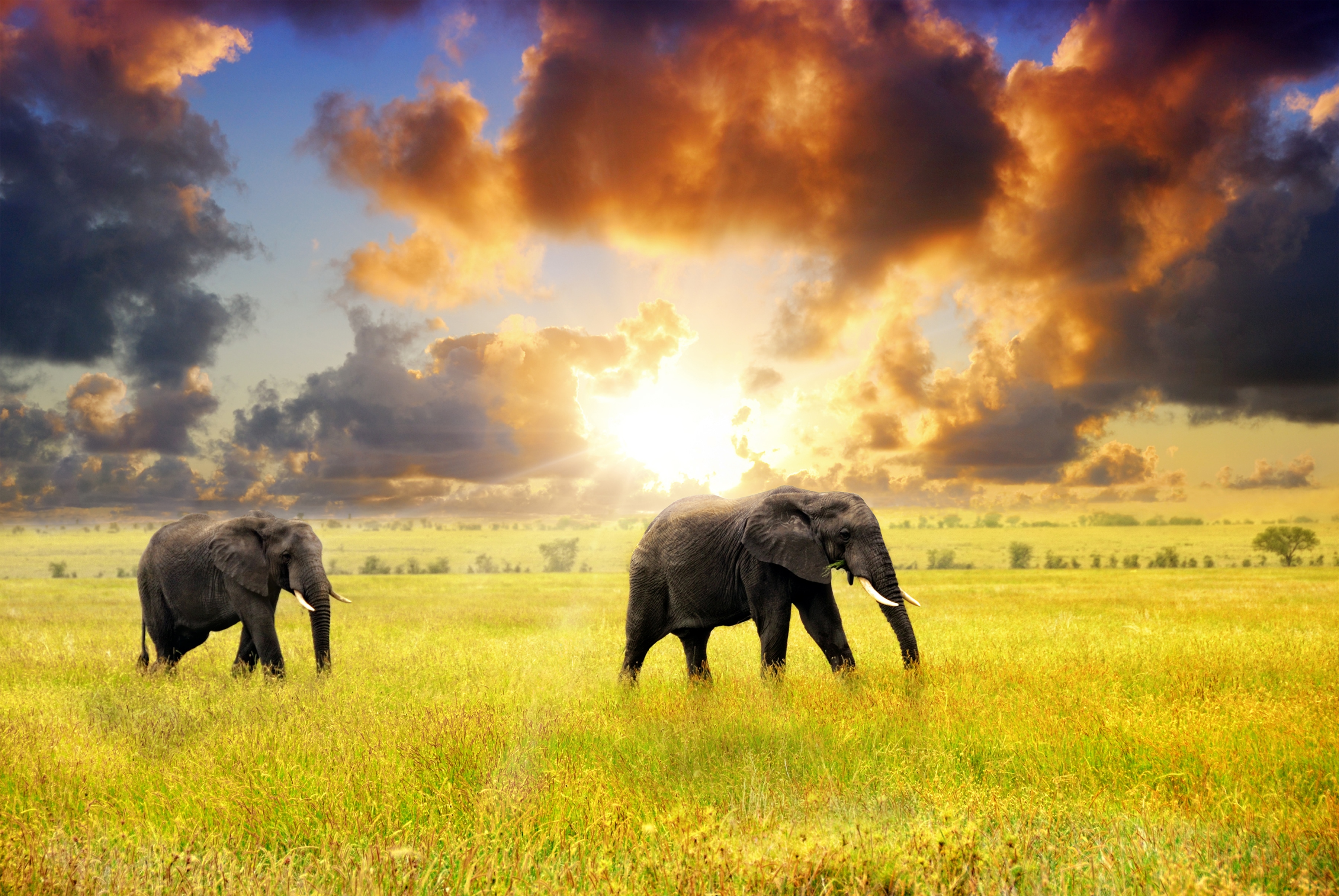 Papermoon Fototapete "African Elephants" glatt
