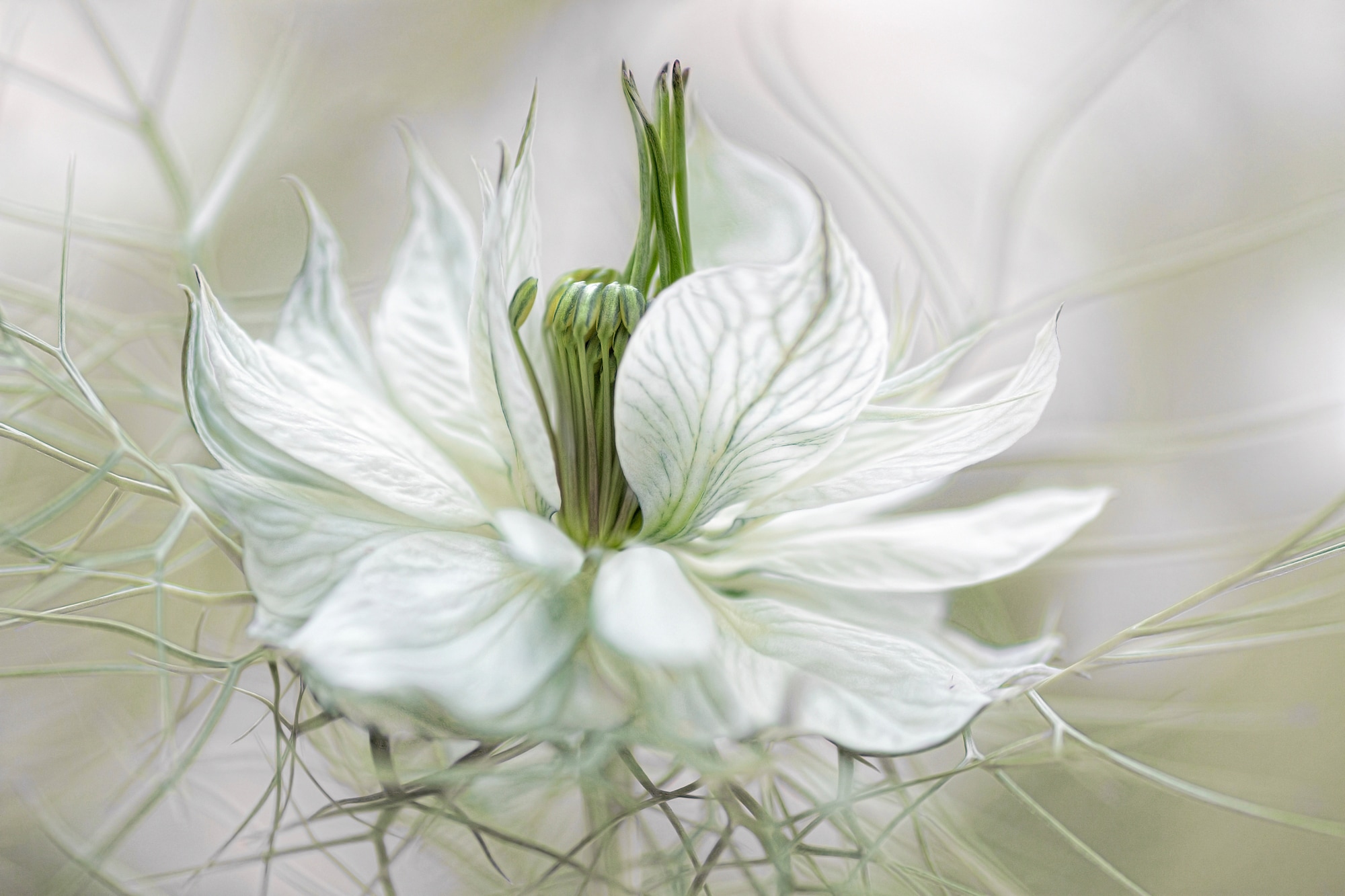 Papermoon Fototapete "Photo-Art MANDY DISHER, NIGELLA"