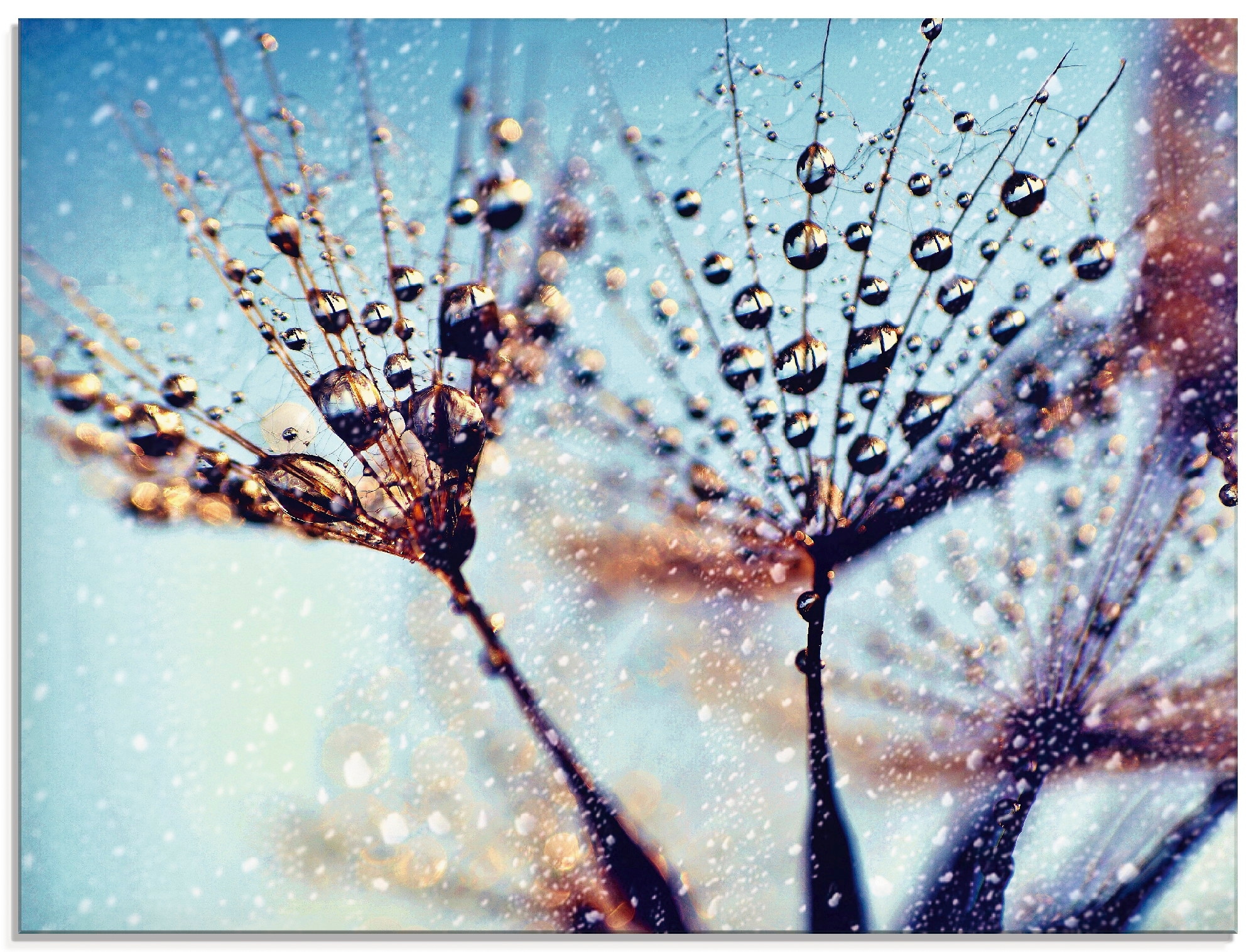 Artland Glasbild "Pusteblume Regen abstrakt", Blumen, (1 St.), in verschiedenen Größen