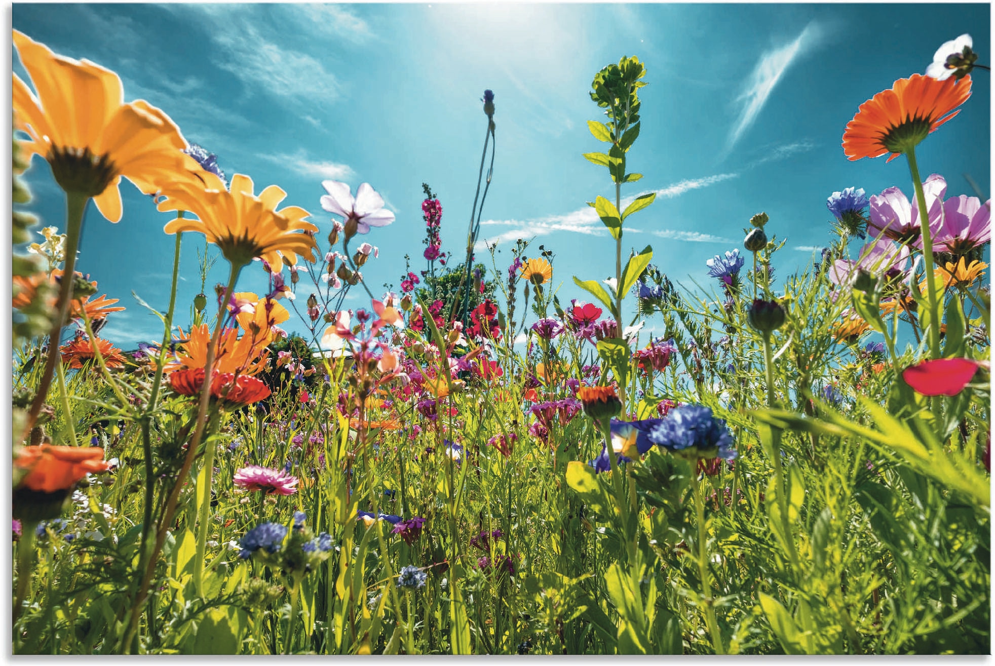 Artland Wandbild "Buntes Blumenfeld", Blumenwiese, (1 St.), als Alubild, Outdoorbild, Leinwandbild, Poster, Wandaufklebe