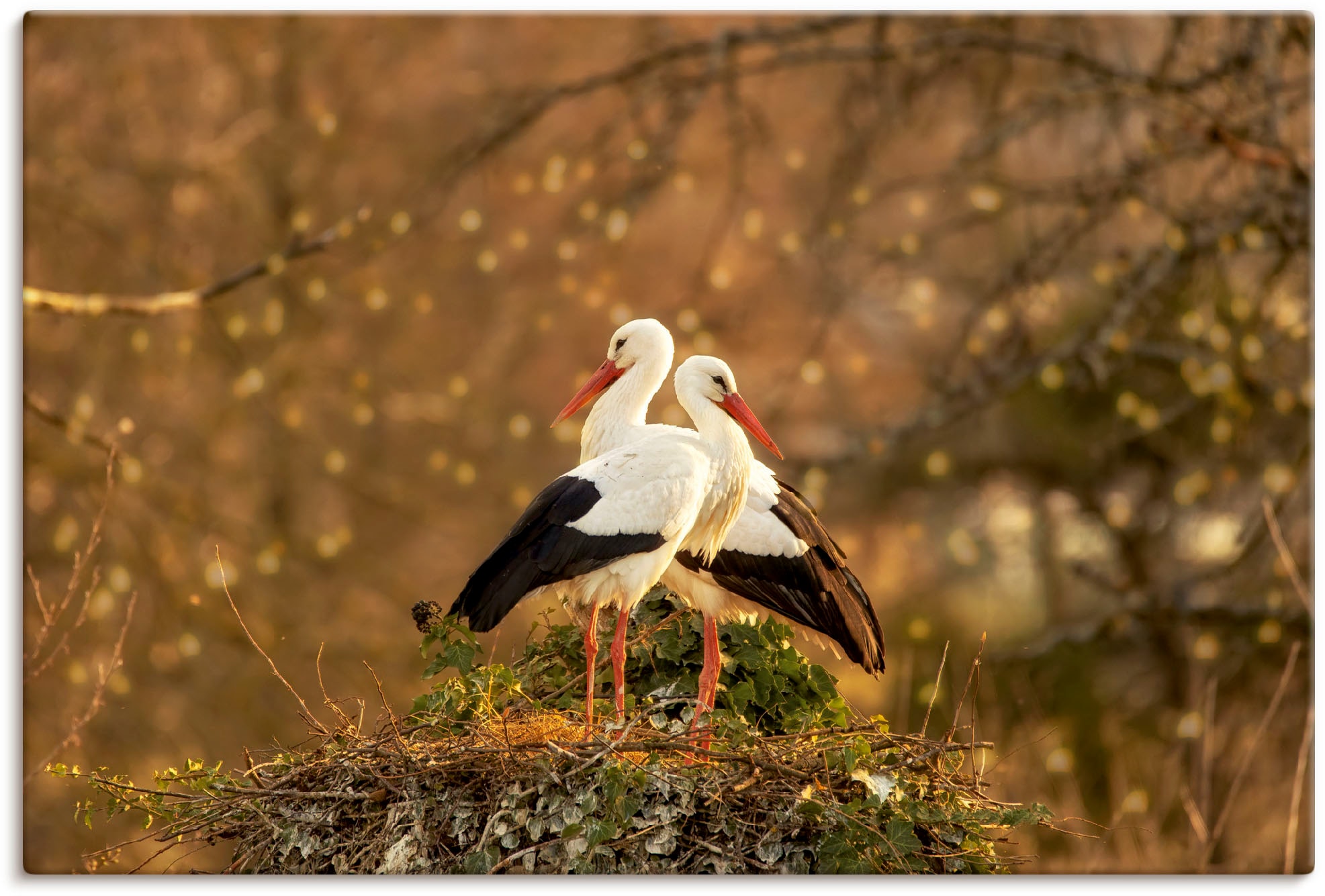 Artland Leinwandbild "Storchenpaar", Vogelbilder, (1 St.), auf Keilrahmen gespannt