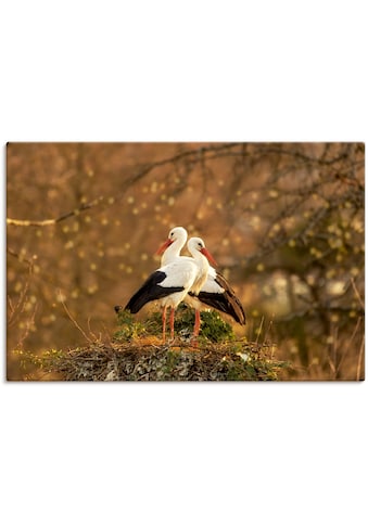 Artland Paveikslas »Storchenpaar« Vogelbilder ...