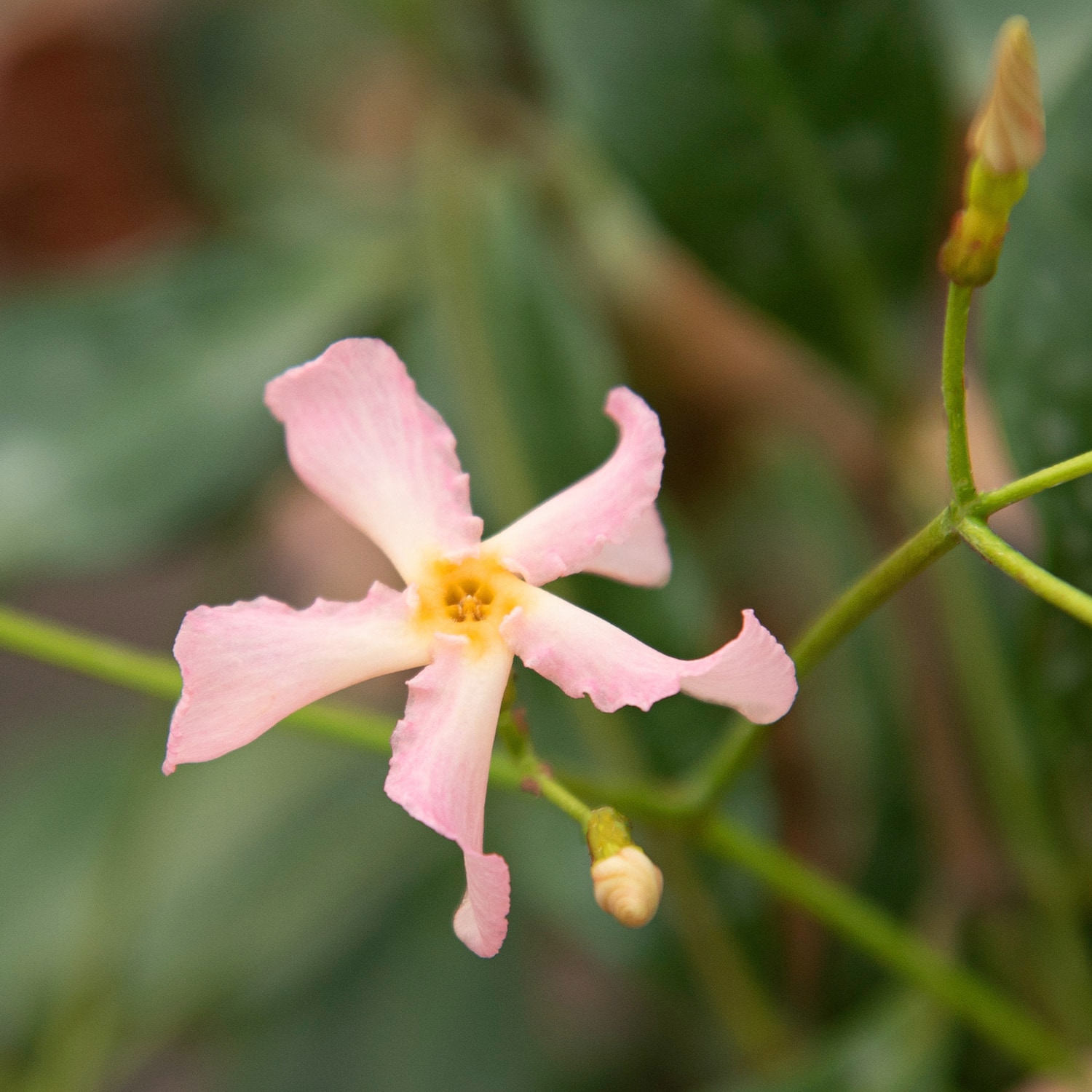 BCM Kletterpflanze »Fl'Aroma Sternjasmin 'Pink Showers' ®«, (1 St.), Höhe:  60-80 cm, 1 Pflanze per Rechnung | BAUR