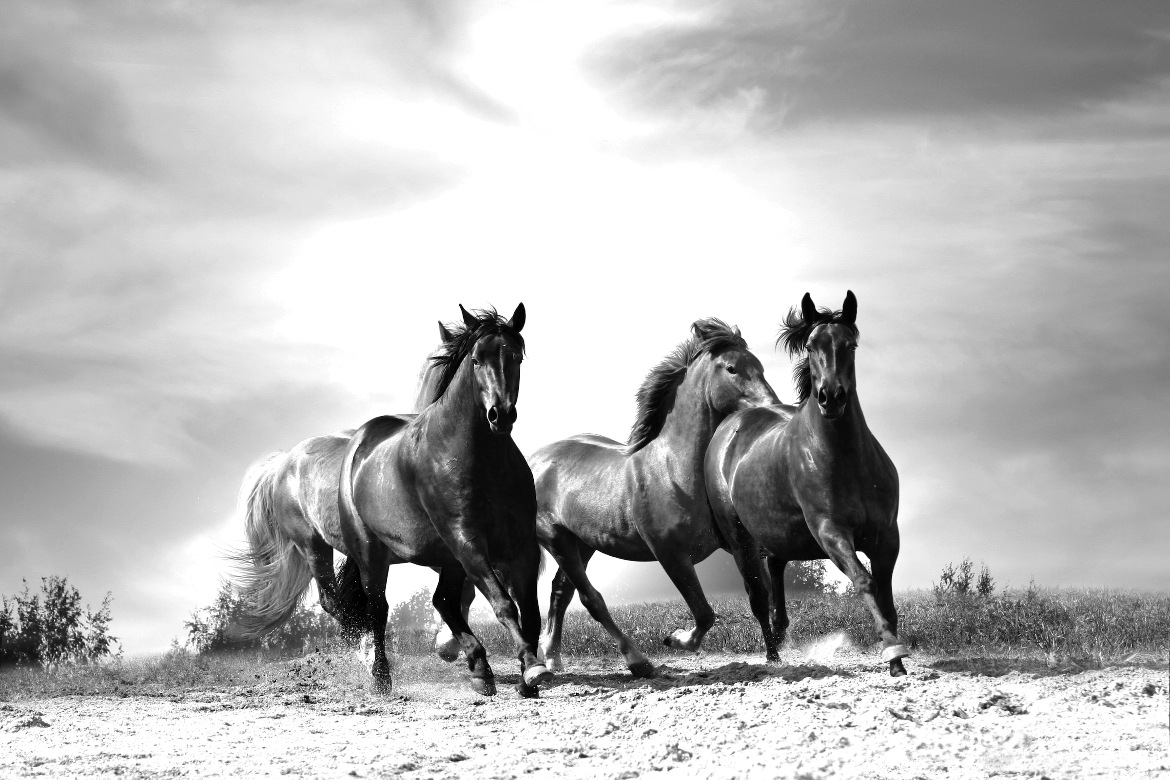 Papermoon Fototapete "Pferde Schwarz & Weiß" günstig online kaufen